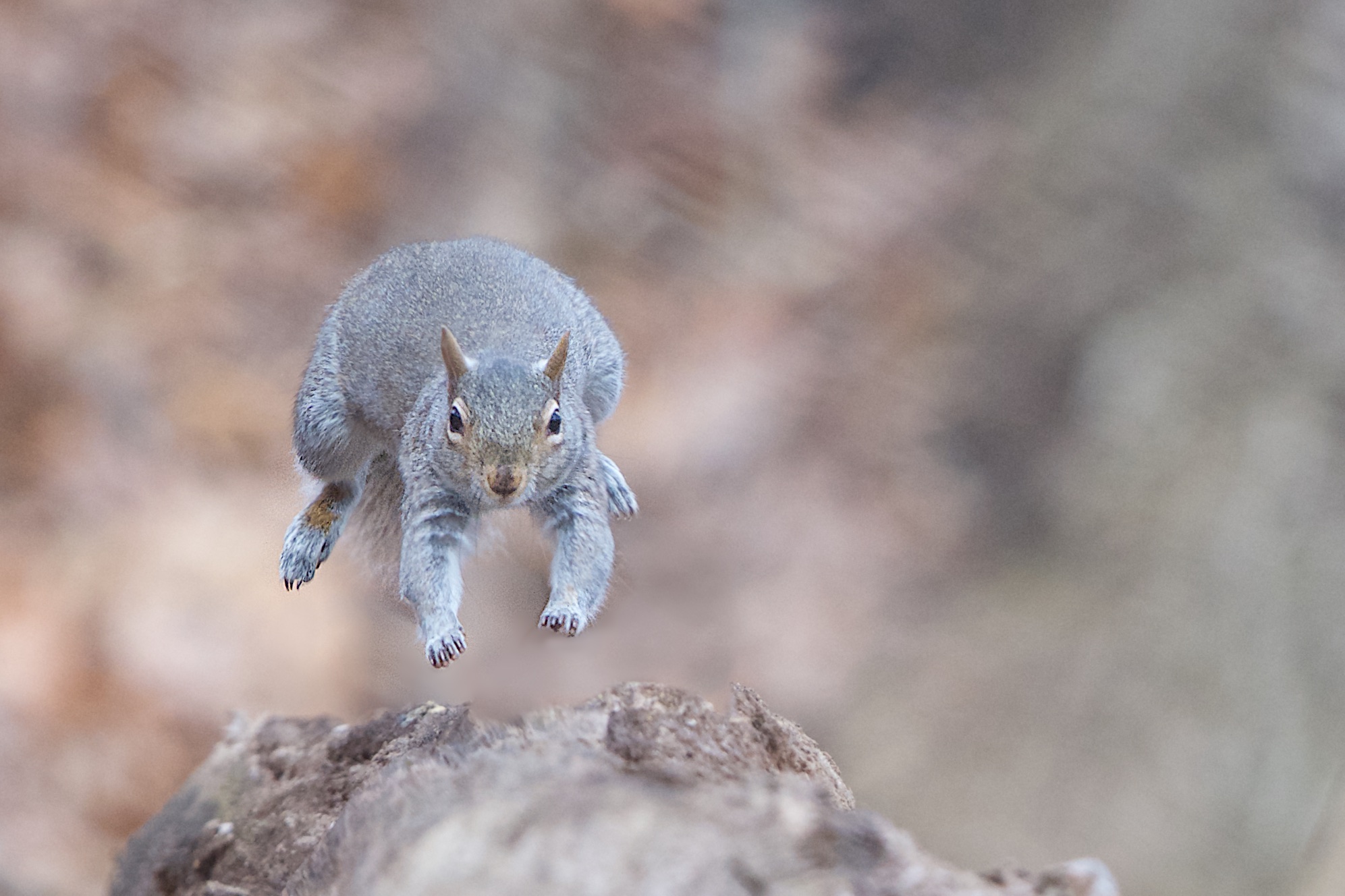 Fun with Squirrels today at Eastern College PondHigh