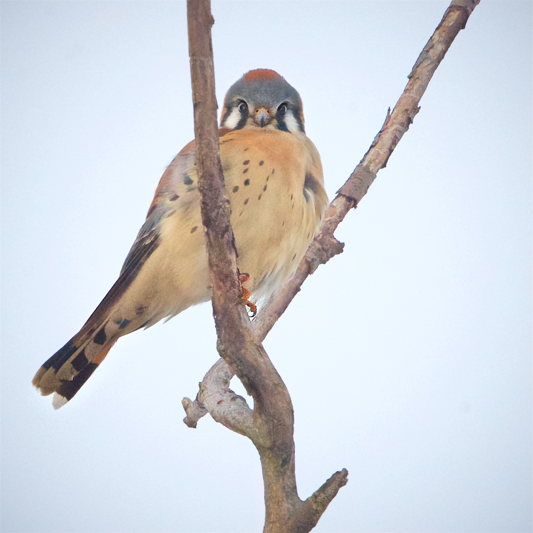 Little Kestrel Refusing to Blink First