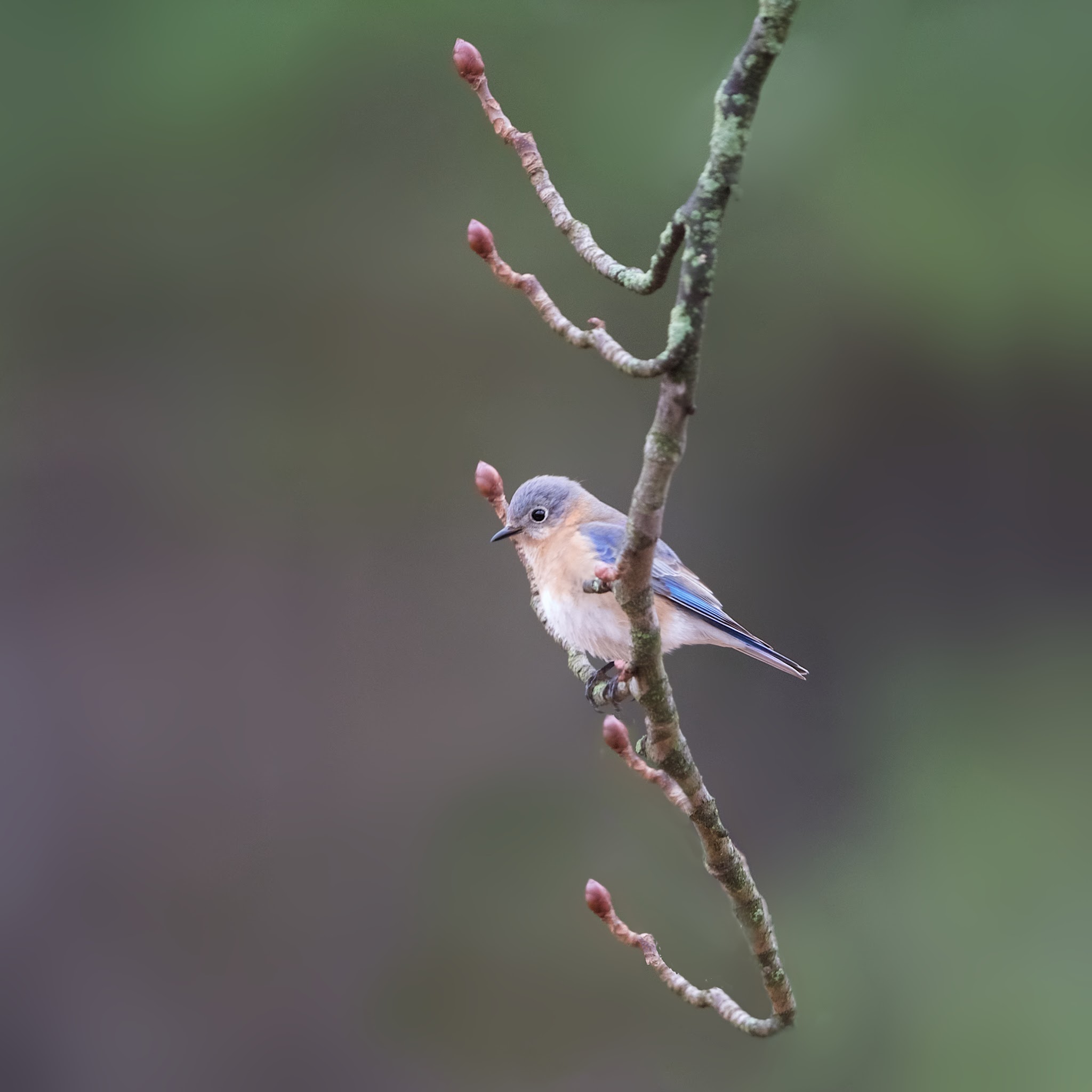 Bluebird and the Buds
