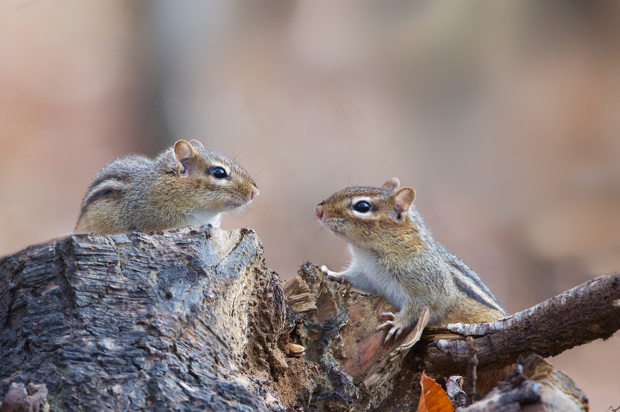 “Would you like a cup of tea?