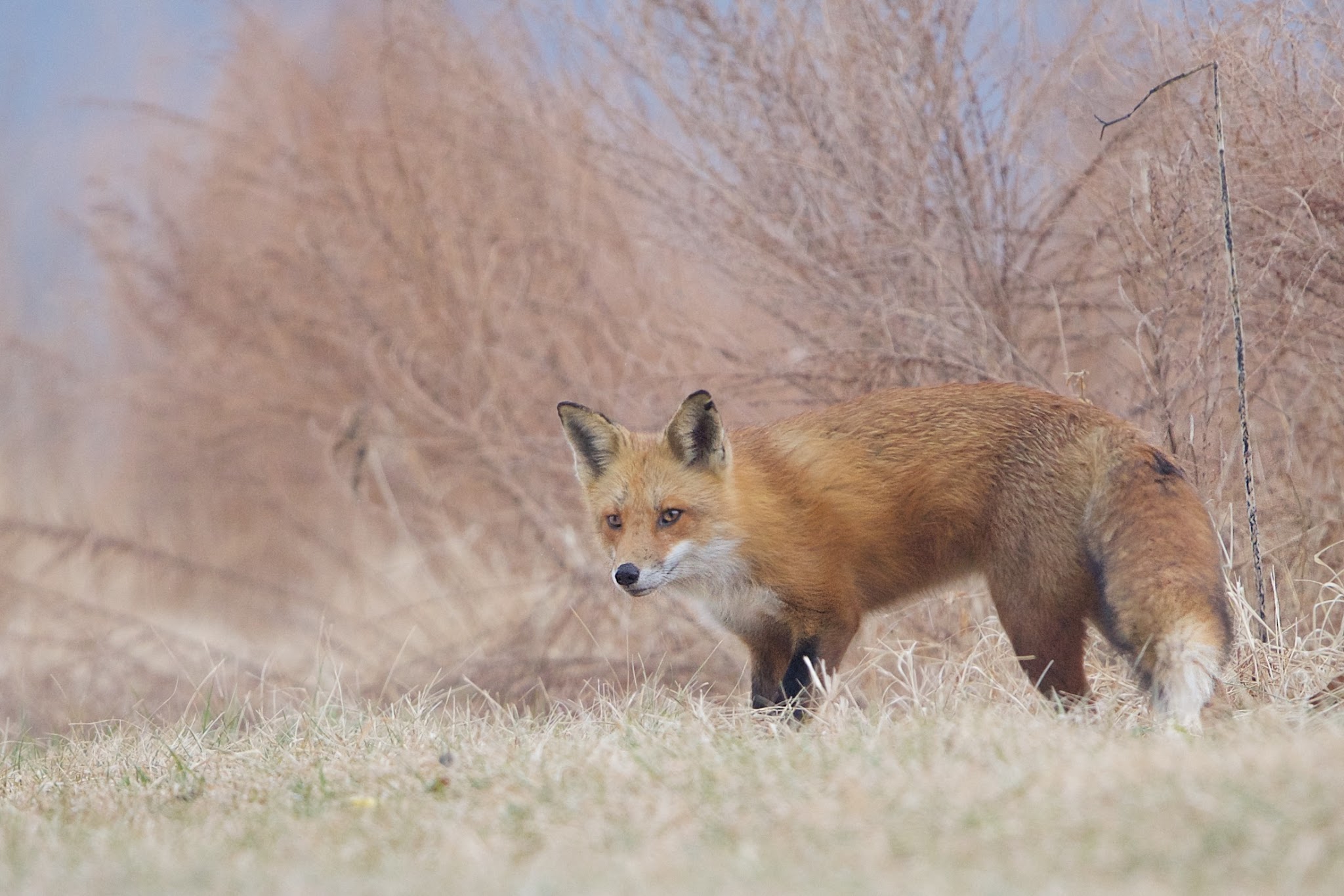 Accidental Fox in the Rain Today