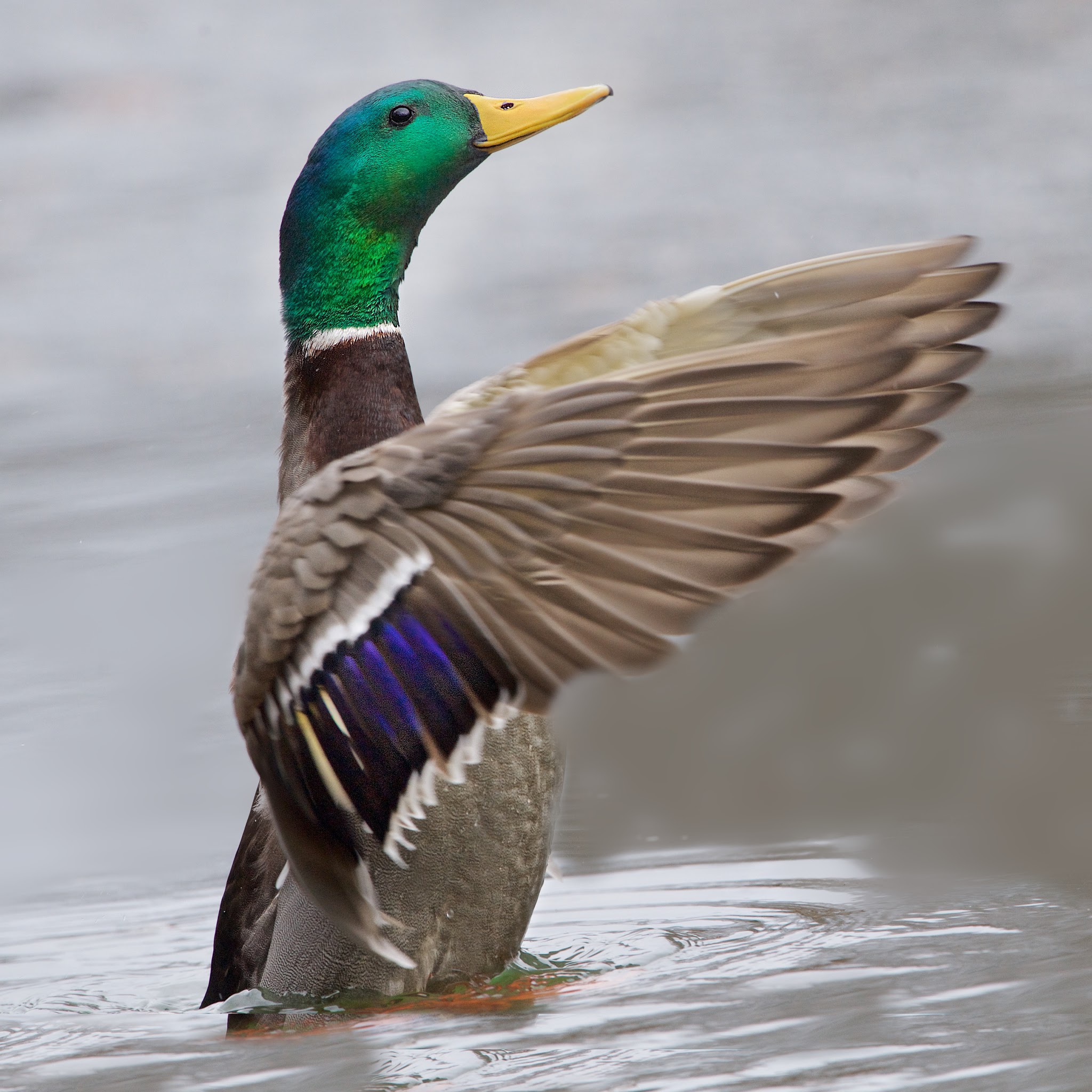 The Mallard Stretch