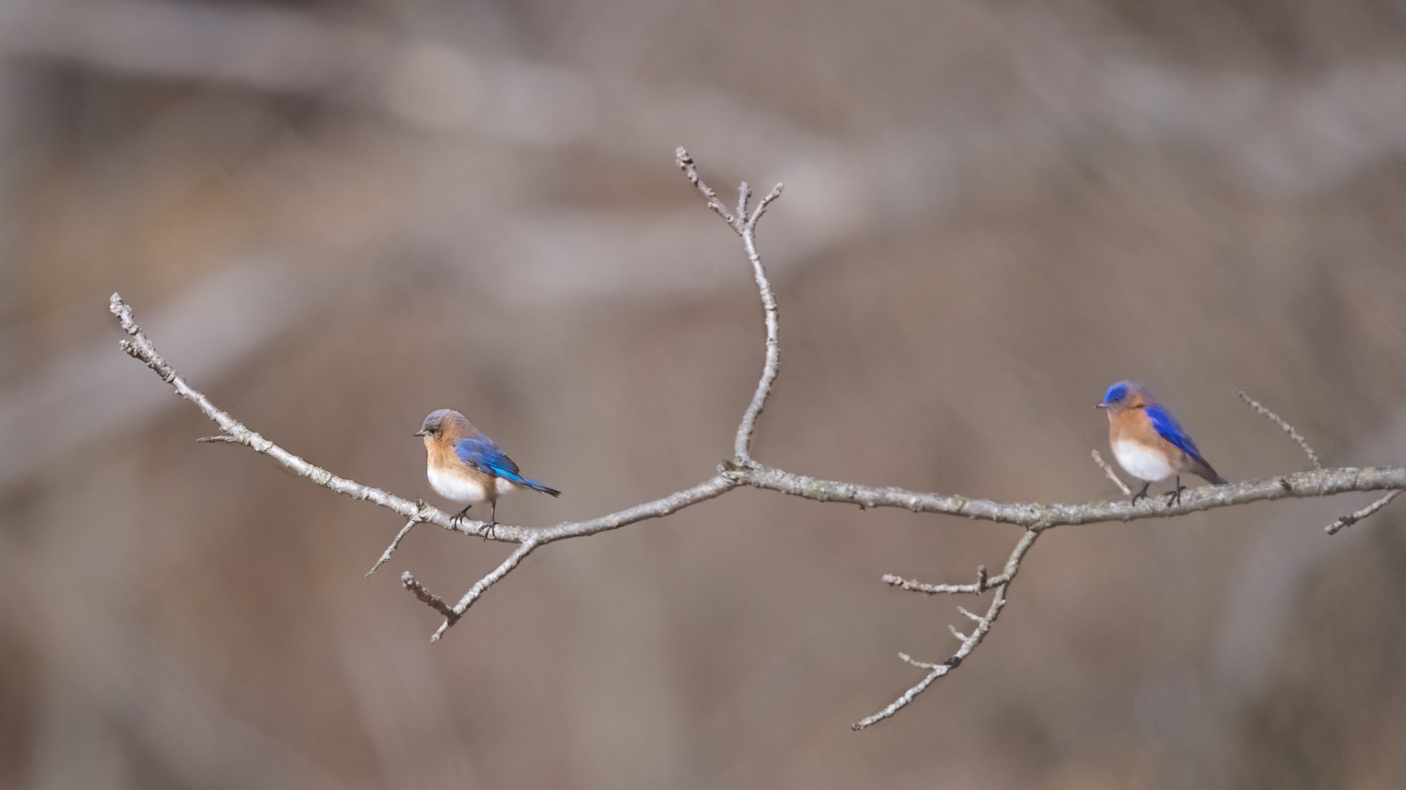 Mr. and Mrs. Bluebird in Valley Forge Today