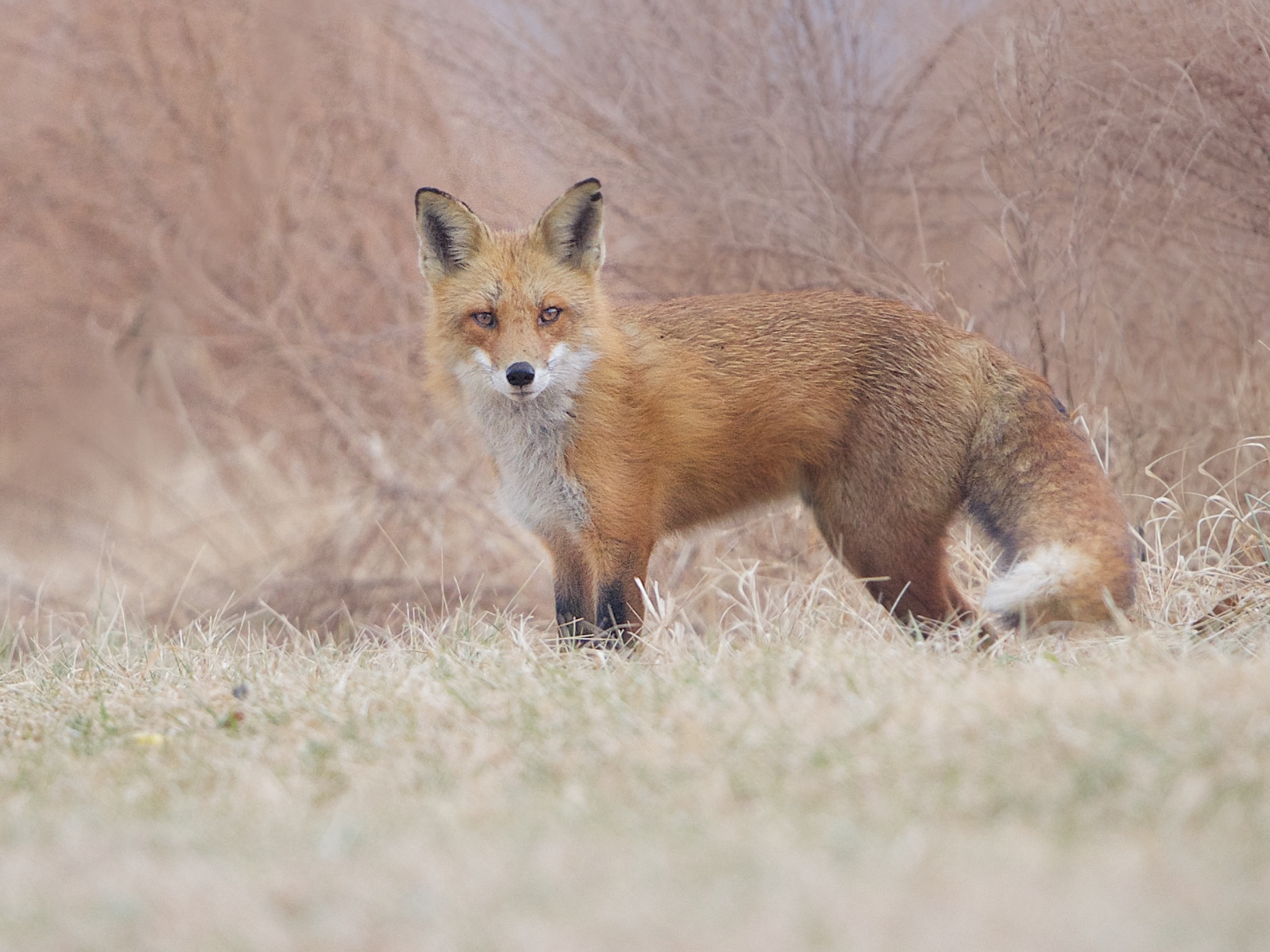 Conversation with the Fox