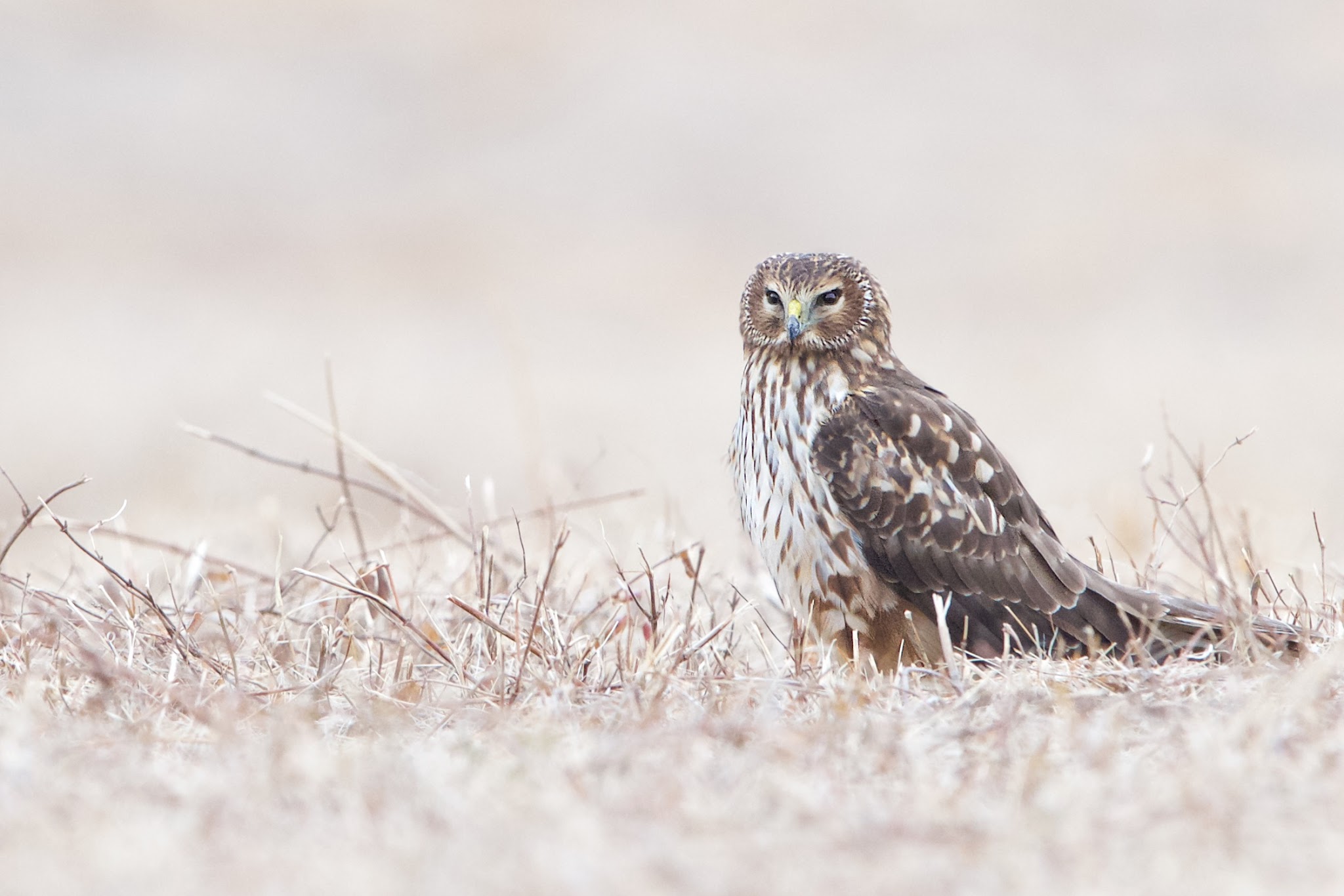 The Handsome Lady Harrier in Valley Forge Today