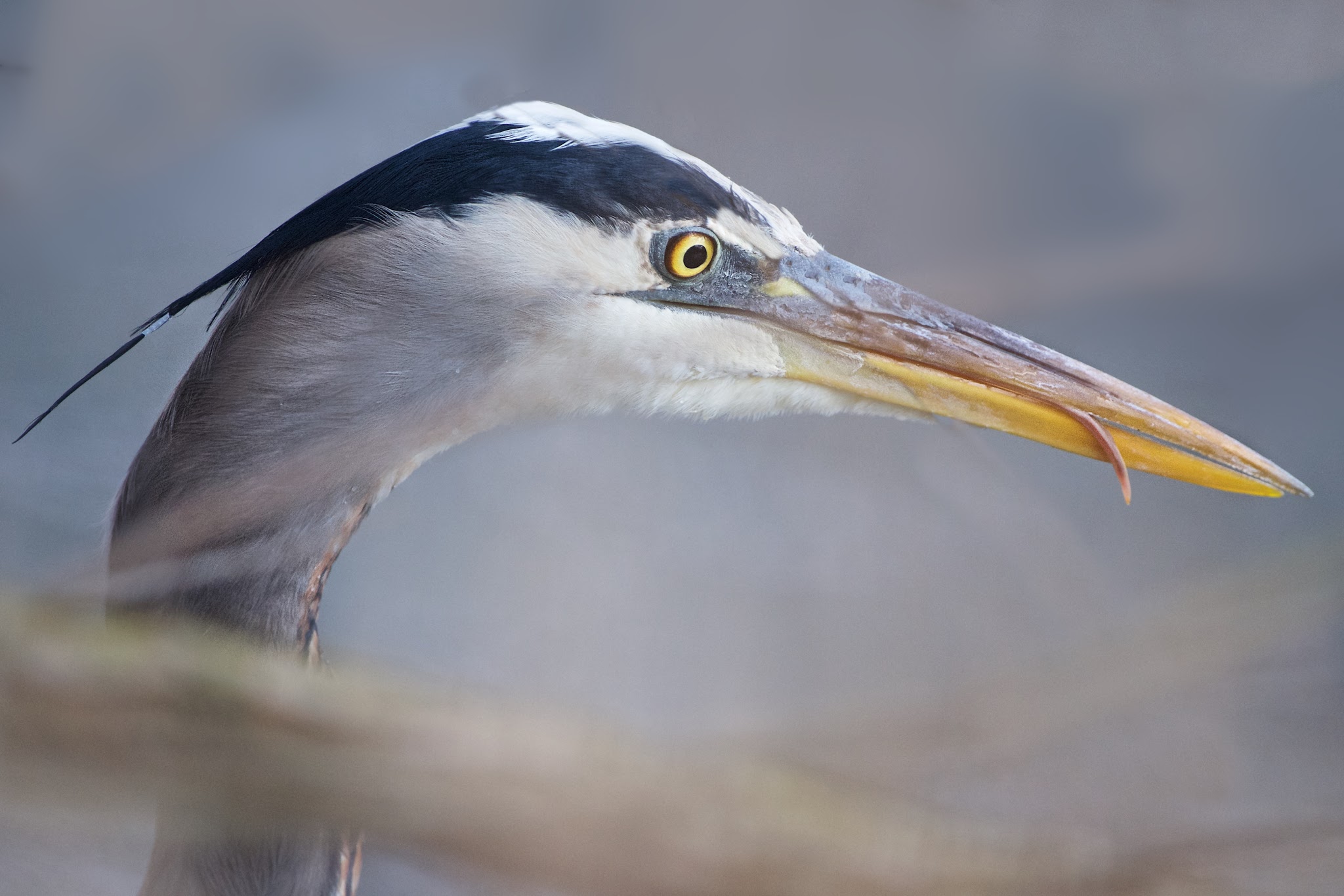 The Tongue of the Great Blue Heron