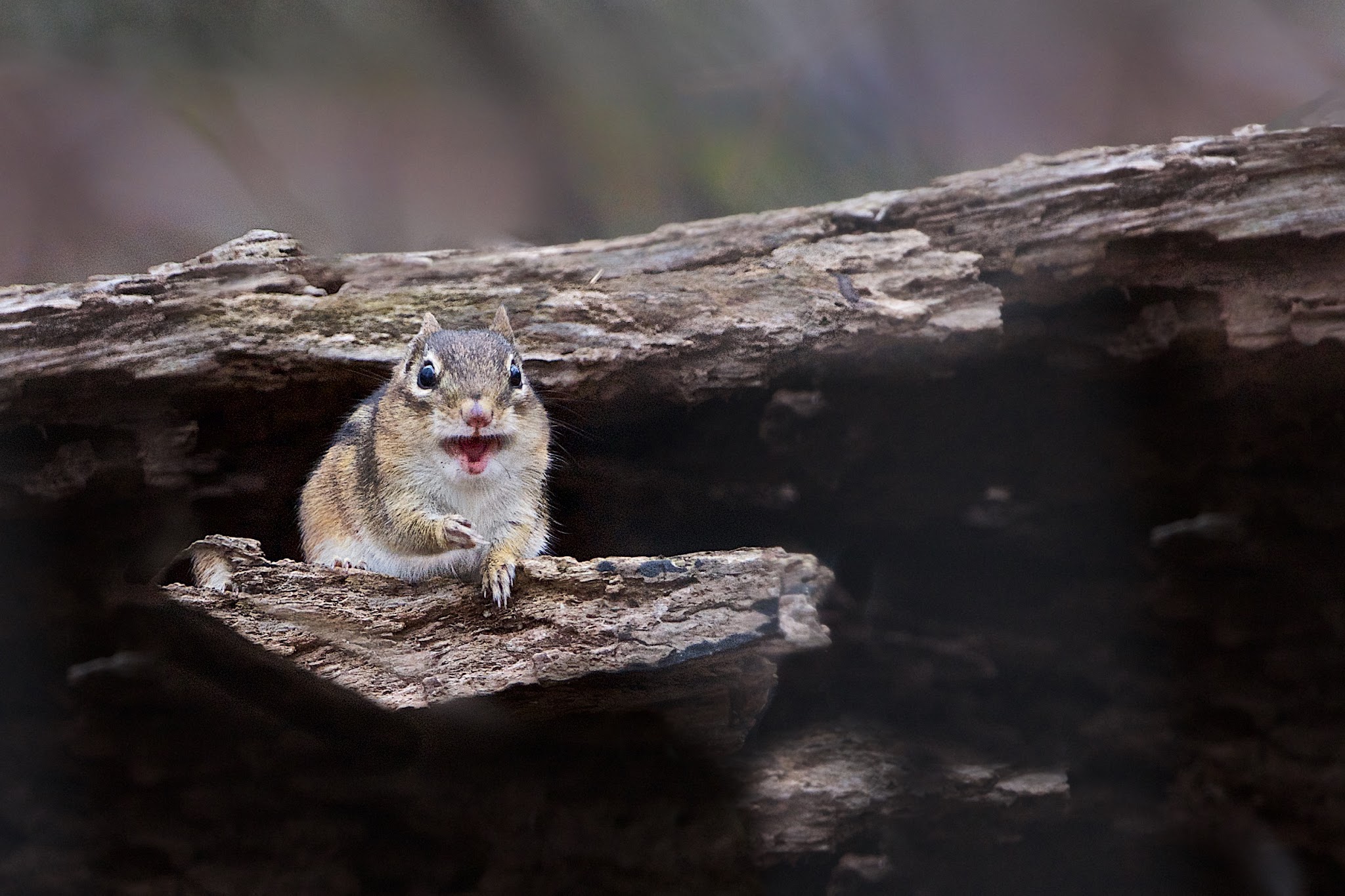“I think I lost my watch.” (Click to see missing watch)