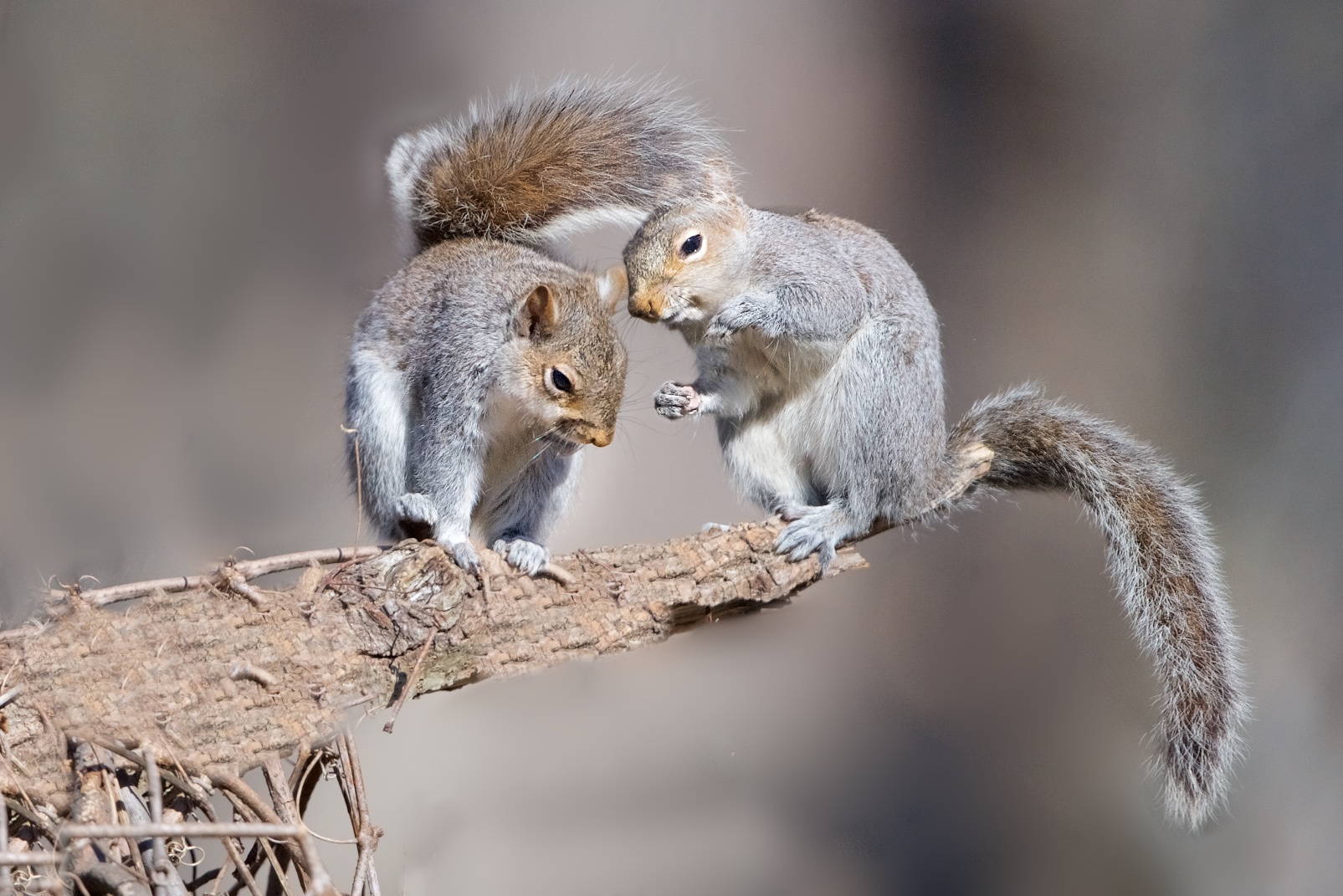 “I’m telling ya, the acorn was THIS big!” (Click to See How Big)