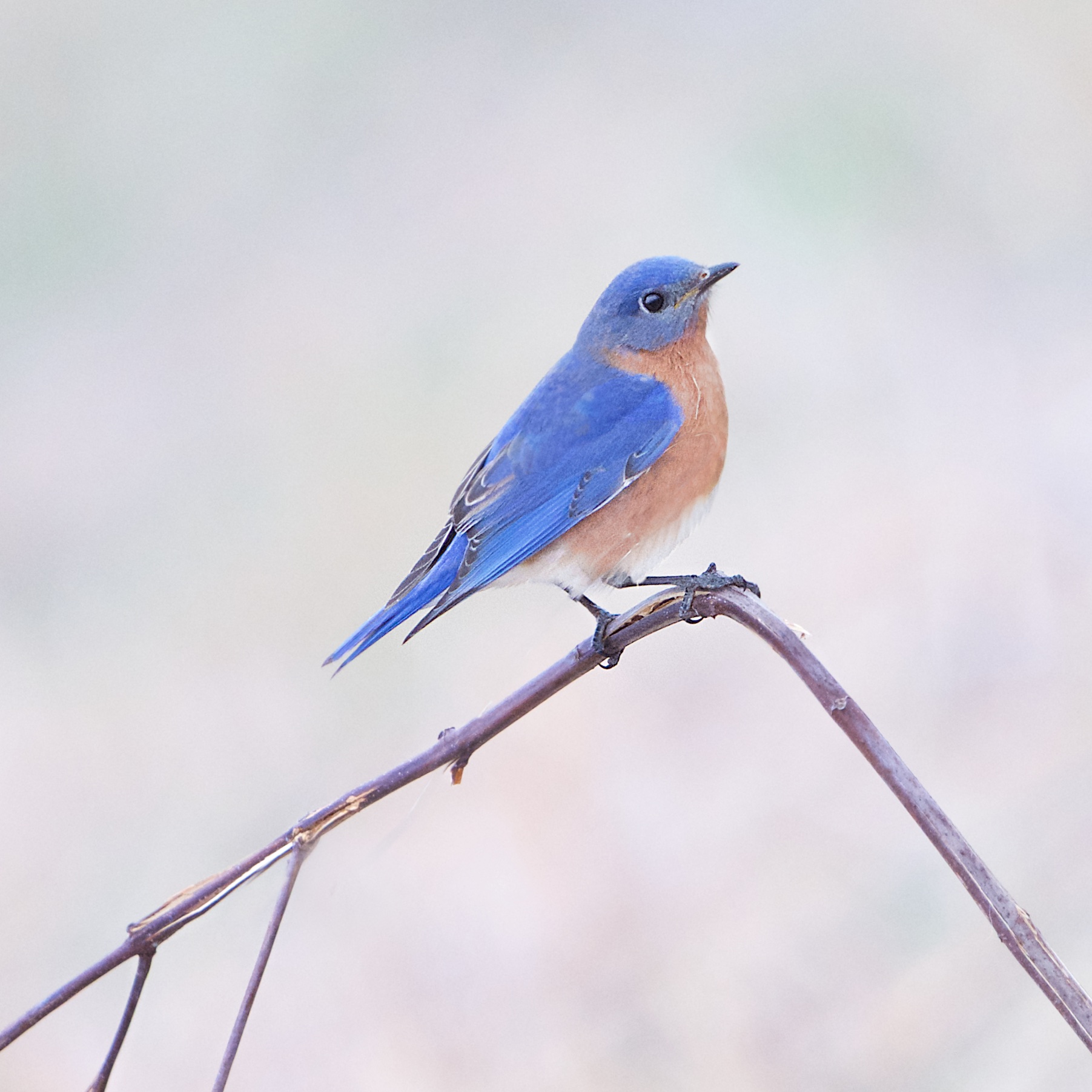 Bluebird on a Broken Branch