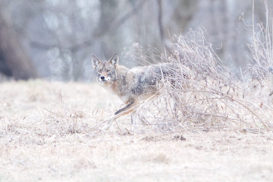 Coyote in the Brush and then a Little Itchy