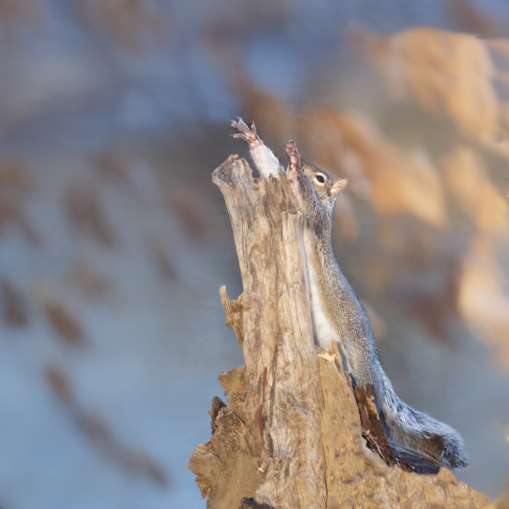 Evangelical Squirrel Praying at Eastern College Pond Today