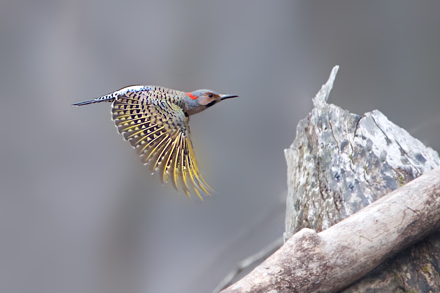 Flicker Flying By in the Woods Today in Valley Forge