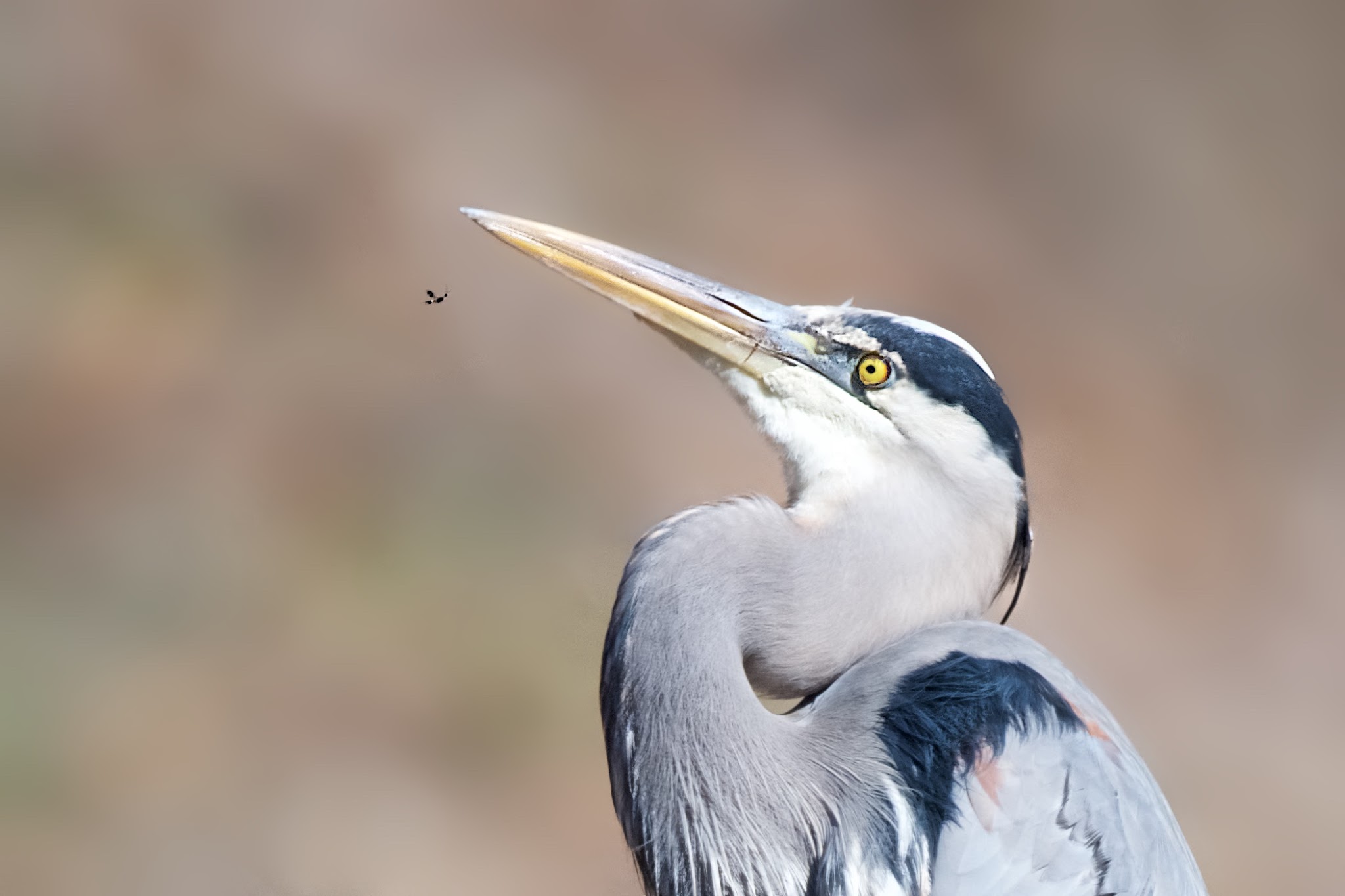 Great Blue eyes a Mayfly