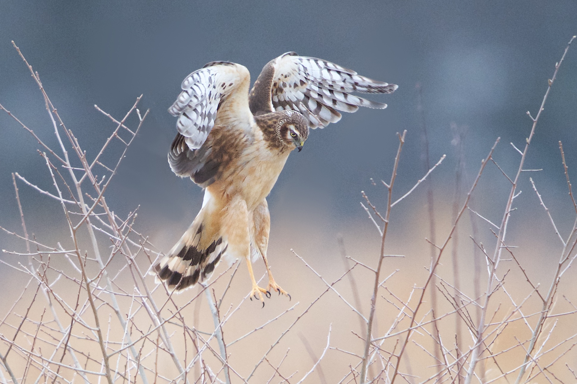 Harrier Before the Snow this Morning