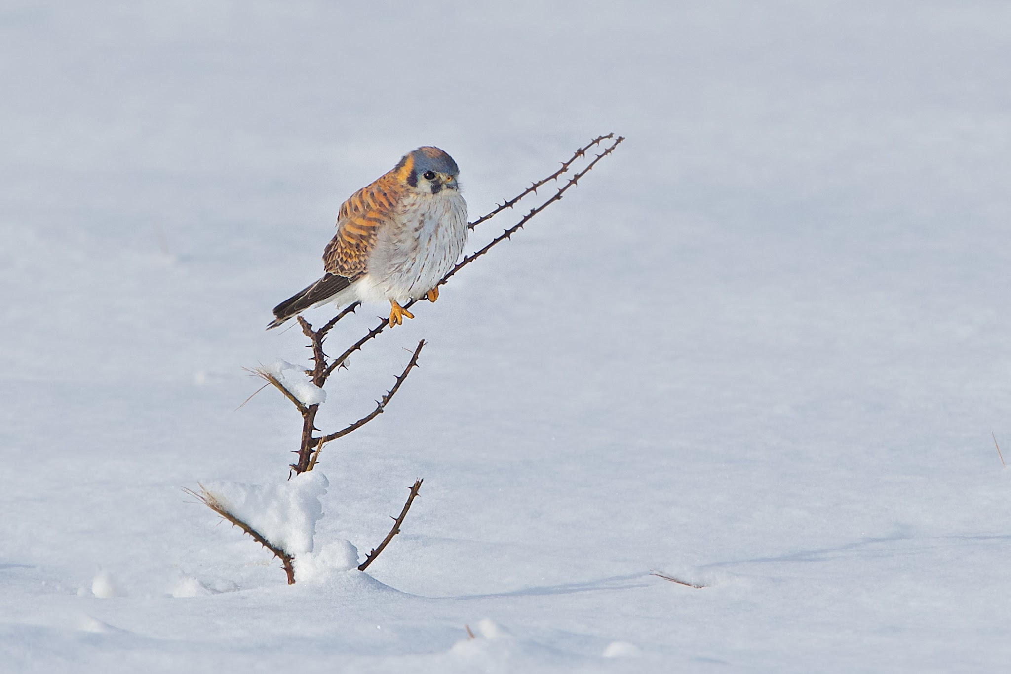 Kestrel Can Not Believe There is Fresh Snow in Valley Forge in Late March!!! (Click to see his disgruntled face)