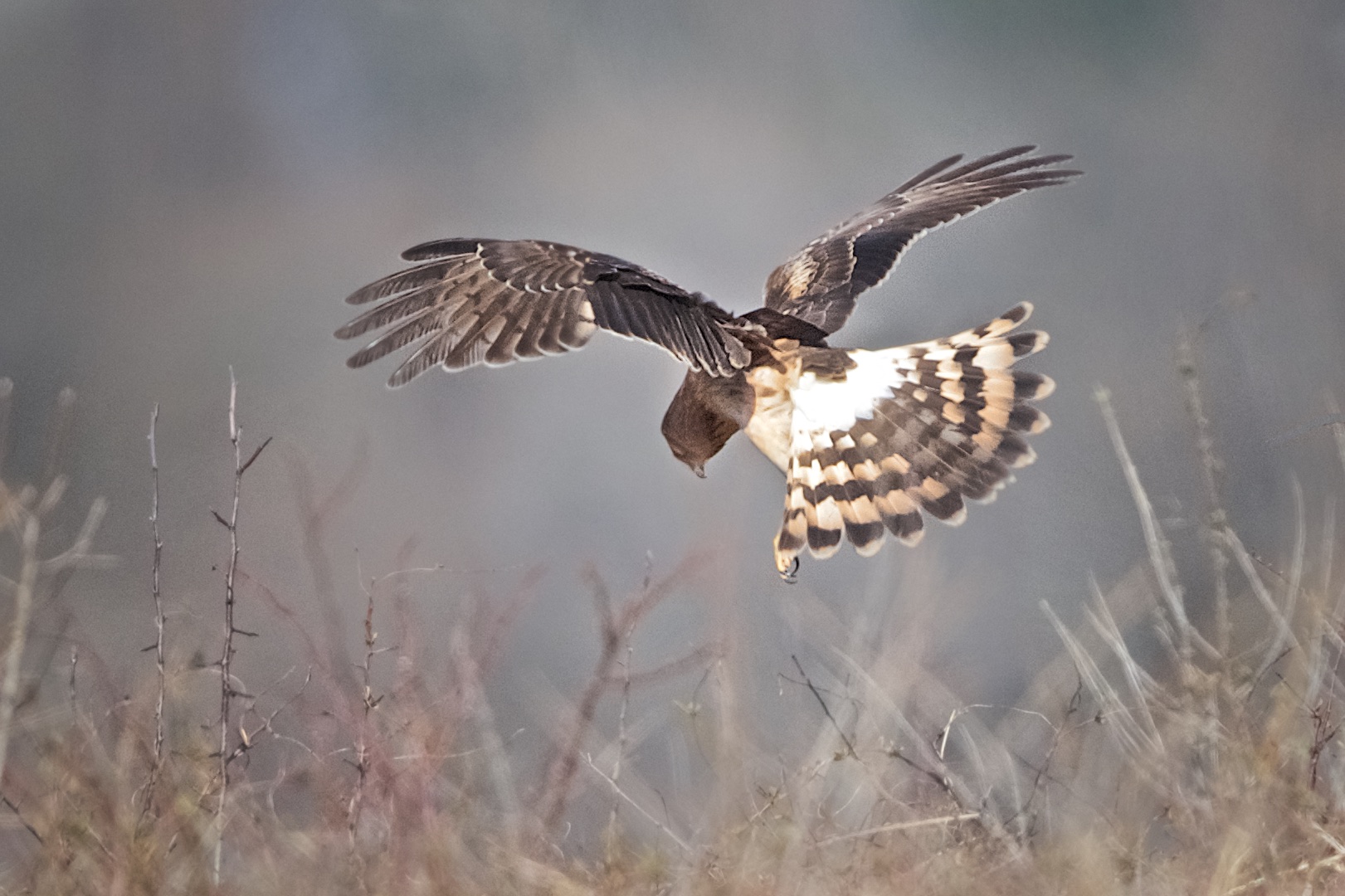 Searching for Breakfast
