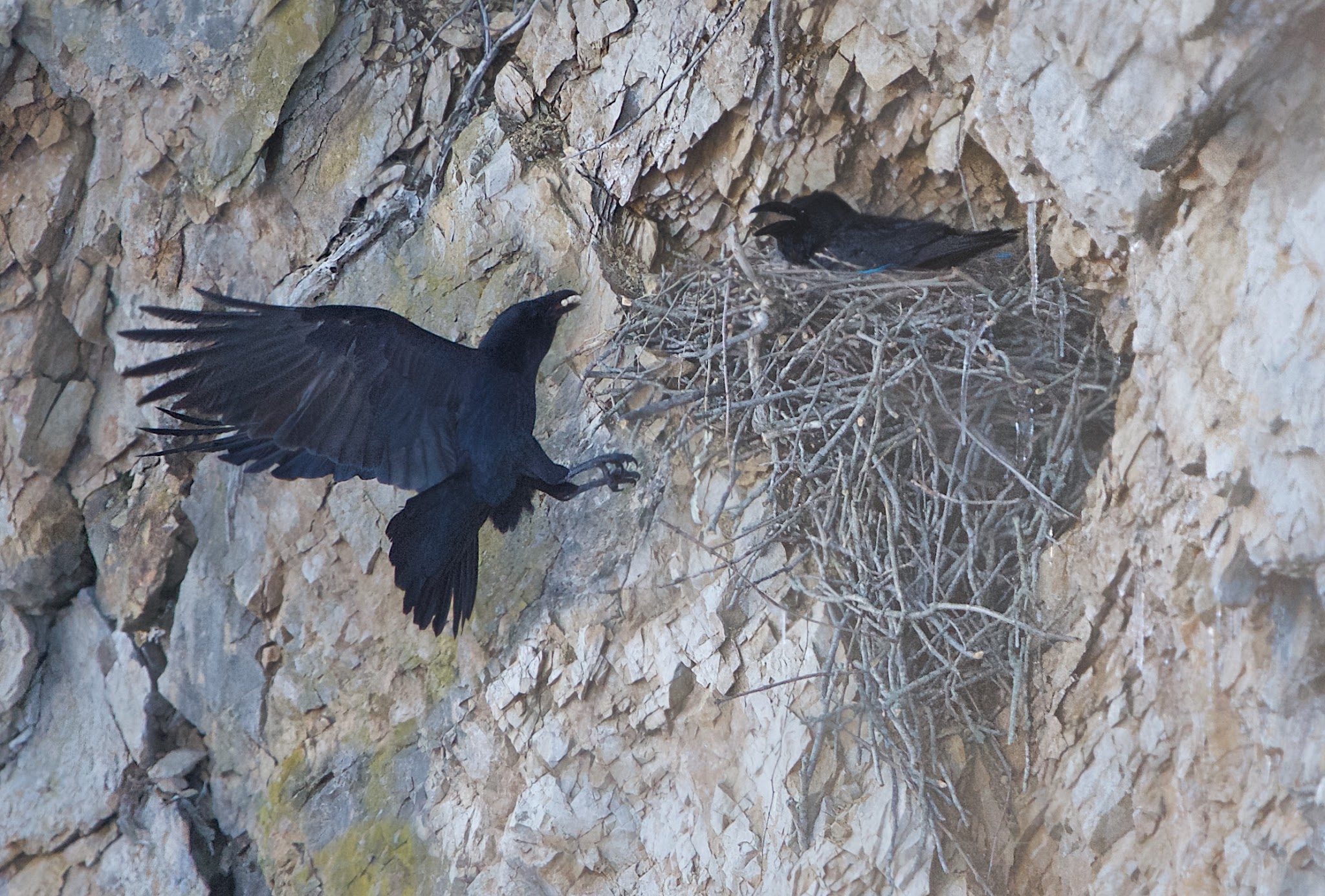 The Ravens and Their Nest