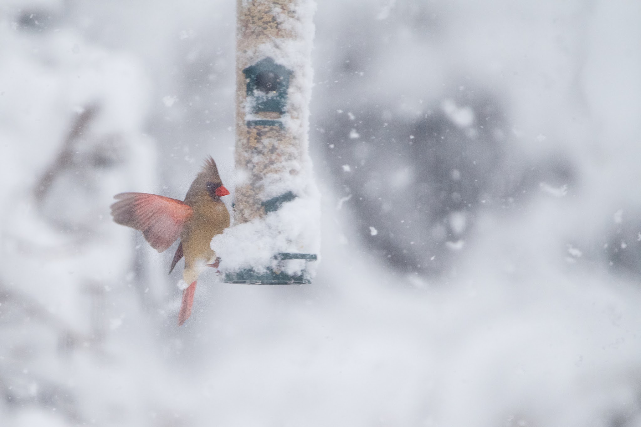 Quite the Snowstorm Today!!!!