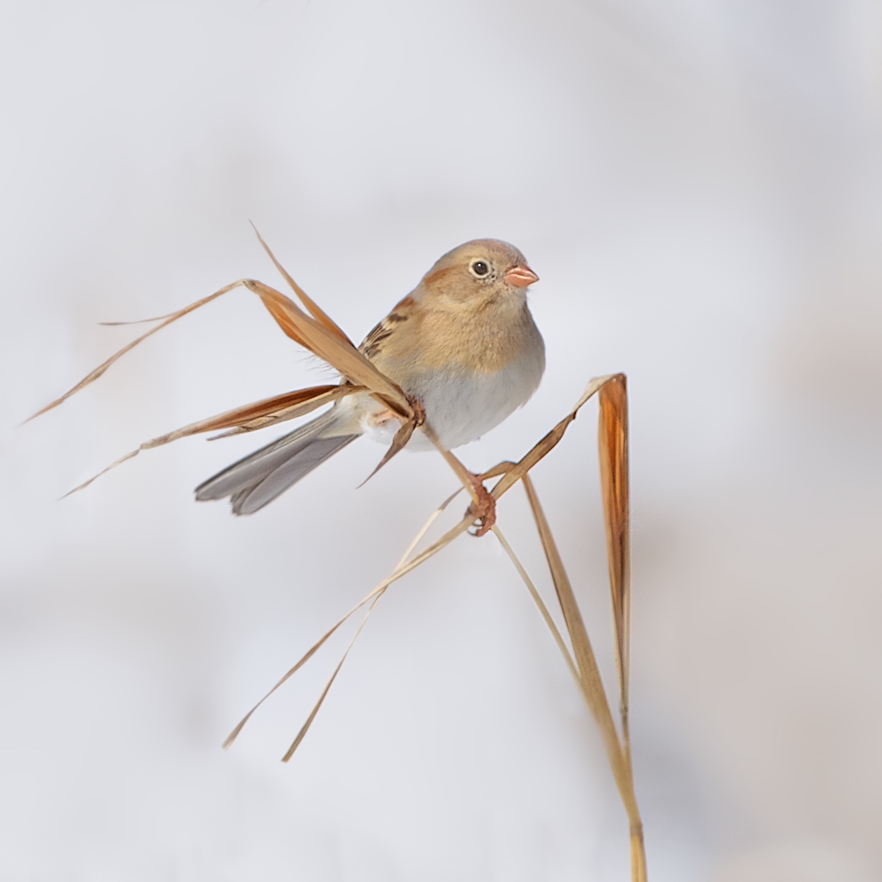 Field Sparrow in the Snowy Field of Valley Forge Today