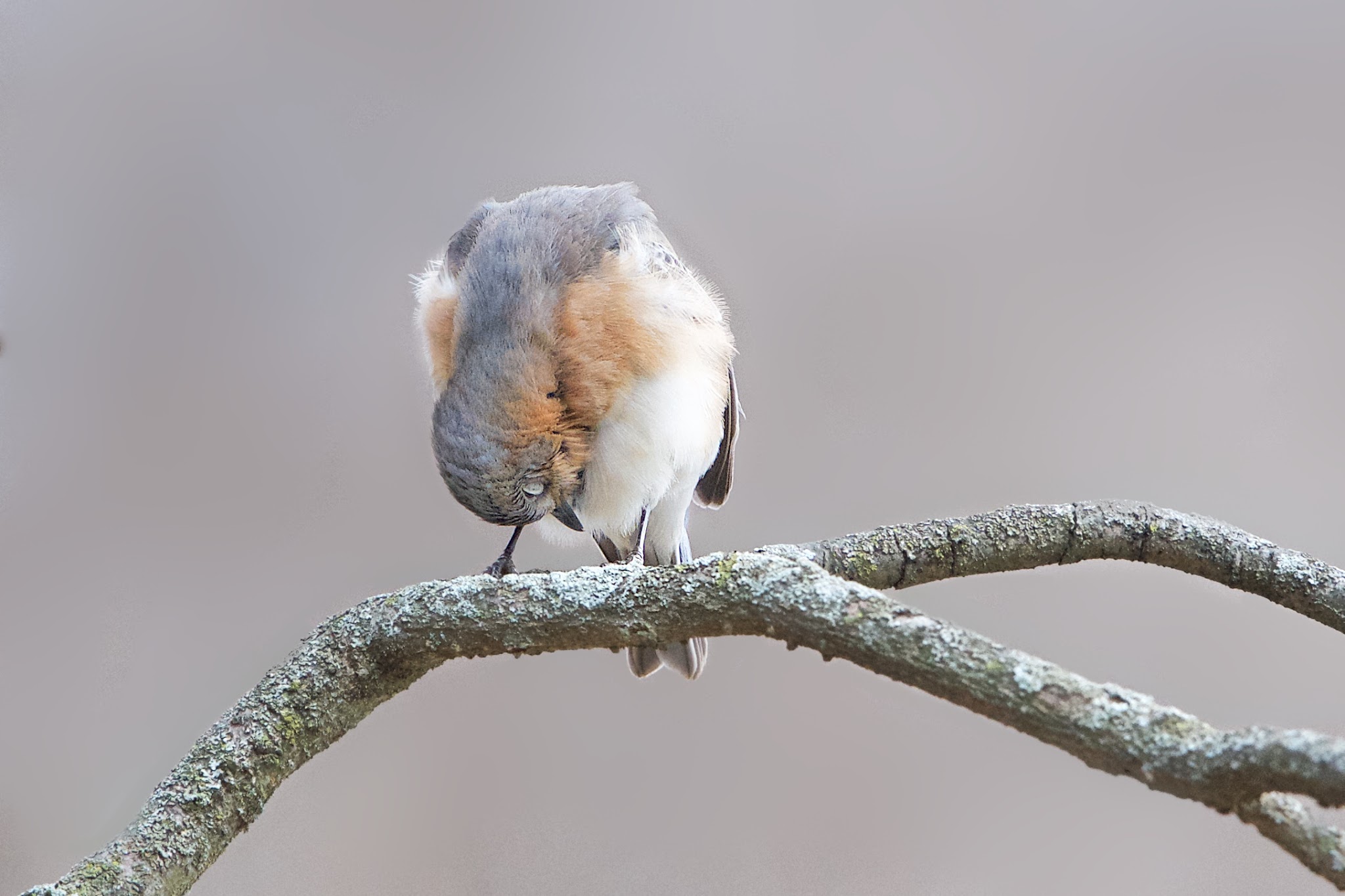 A VERY Sleepy Bluebird