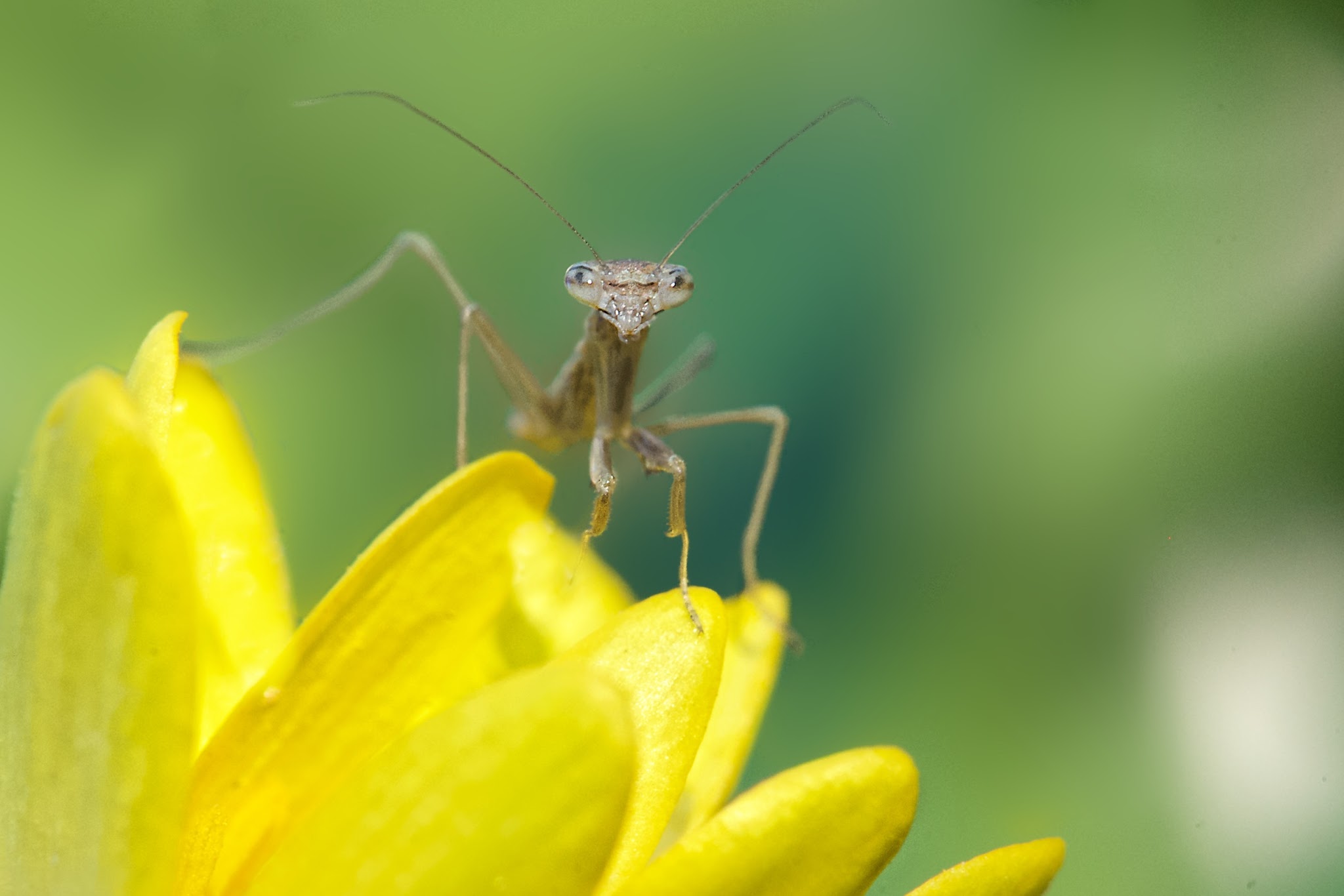 Baby Praying Mantis Enters the World after Spending the Winter on the Windowsill