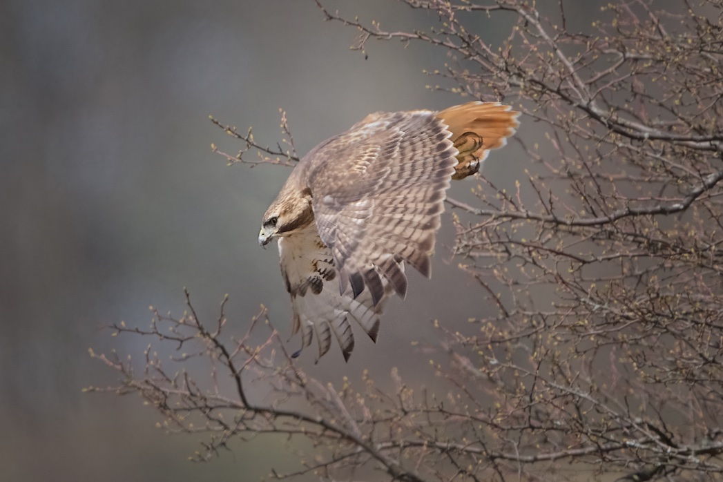 Red Tailed Hawk Heading Down for Lunch