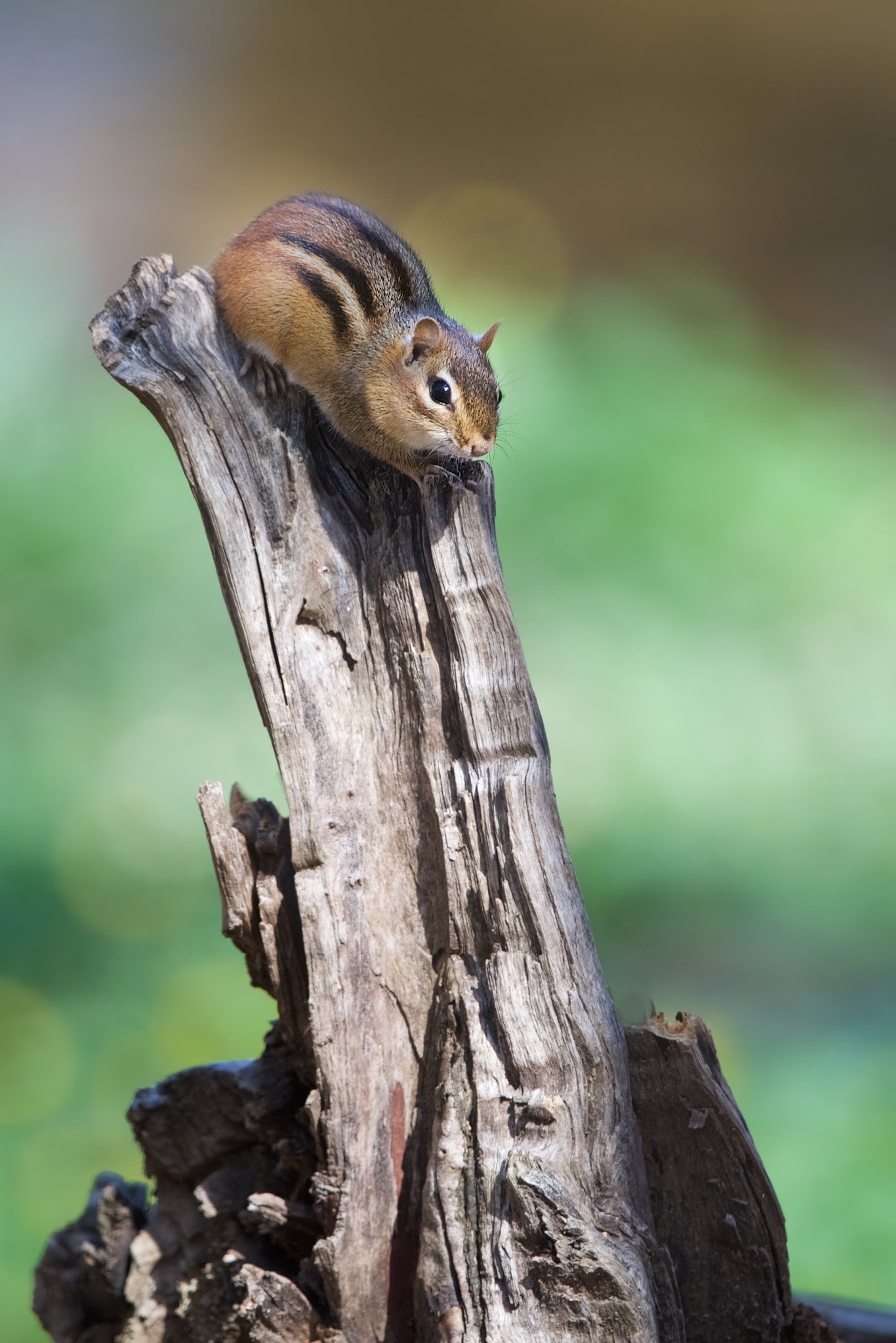 The Chipmunk at Eastern College Pond Today