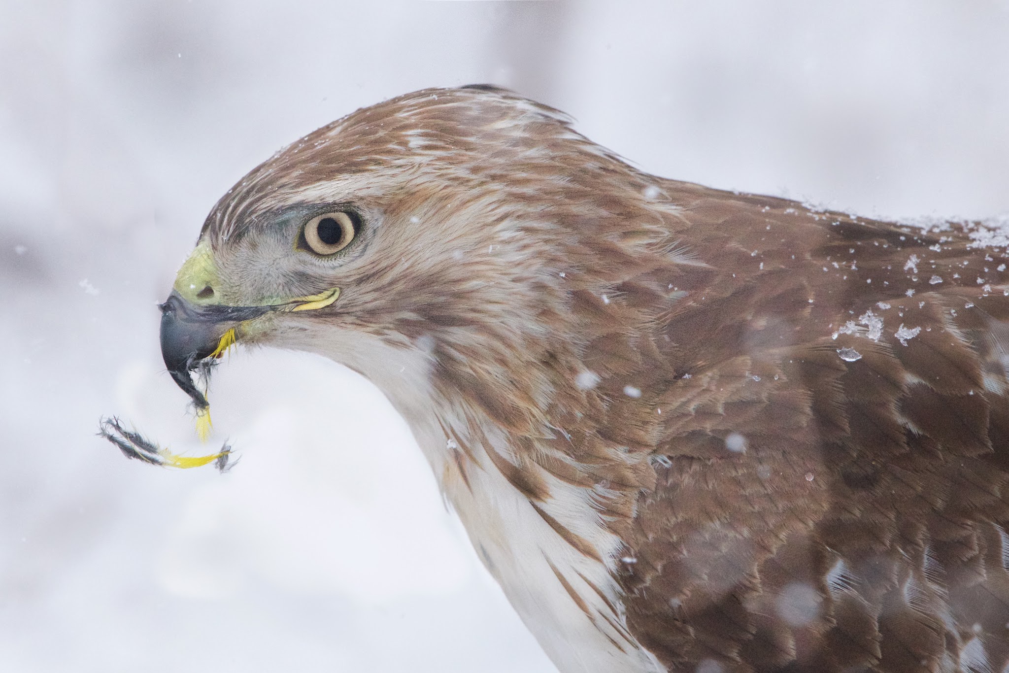 The Last of the Meadowlark