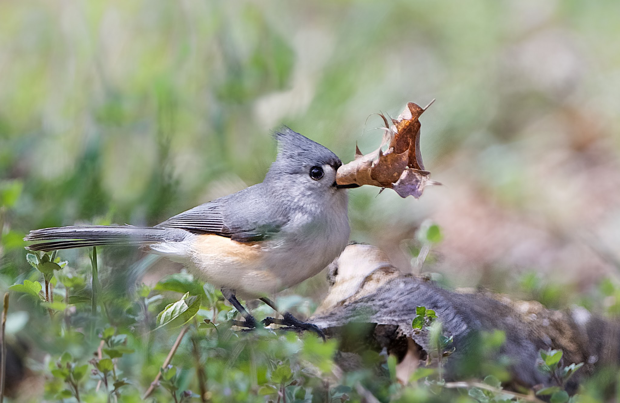 Titmouse with Trumpet