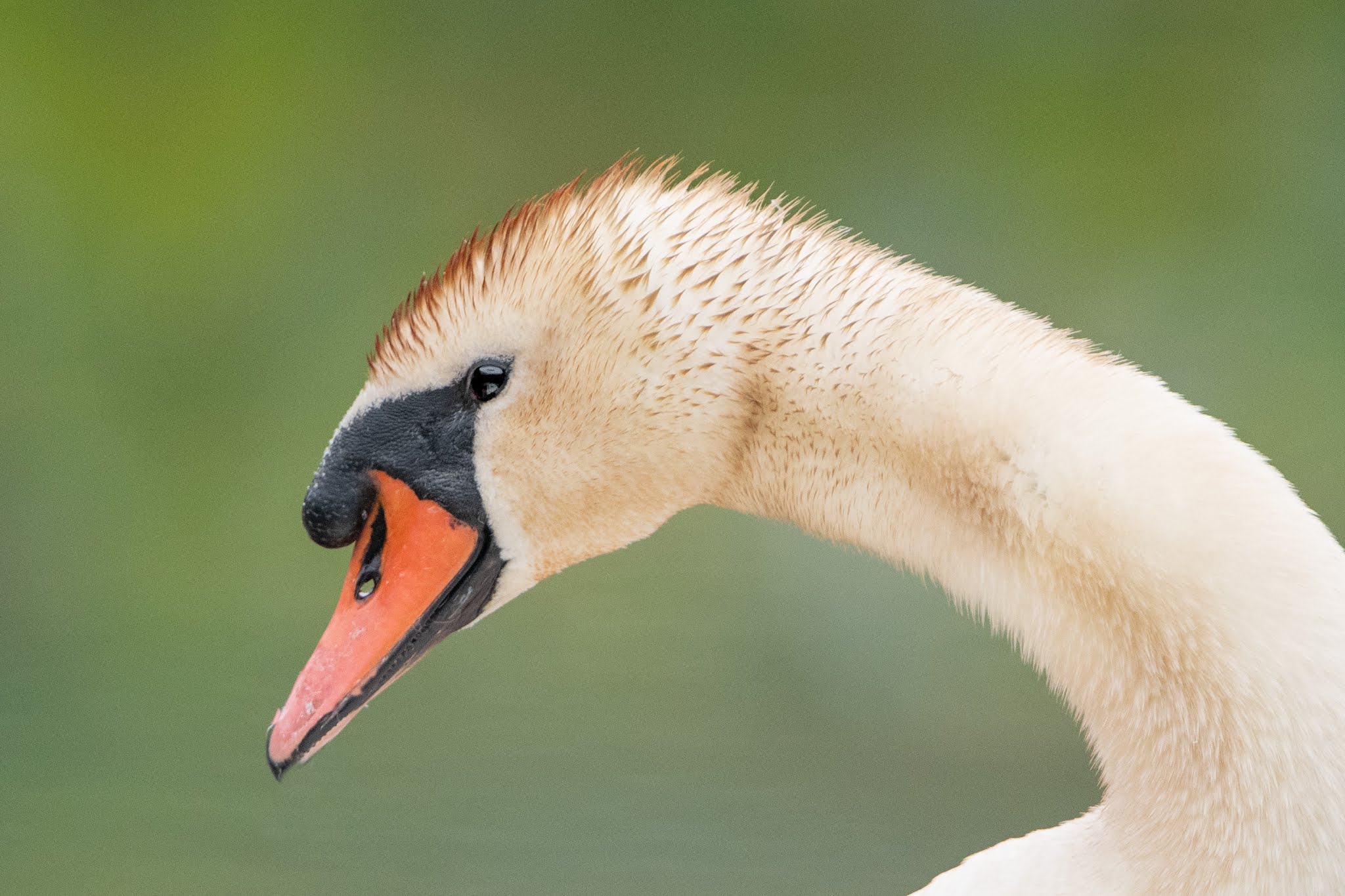 The Mute Swan