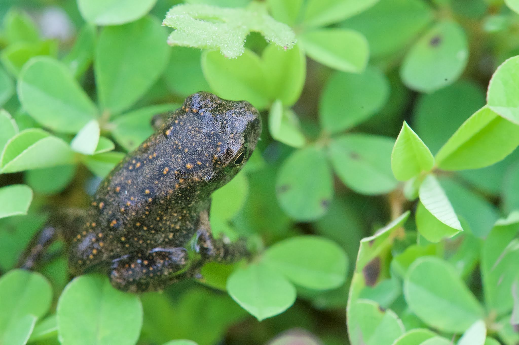 The March of the Toads