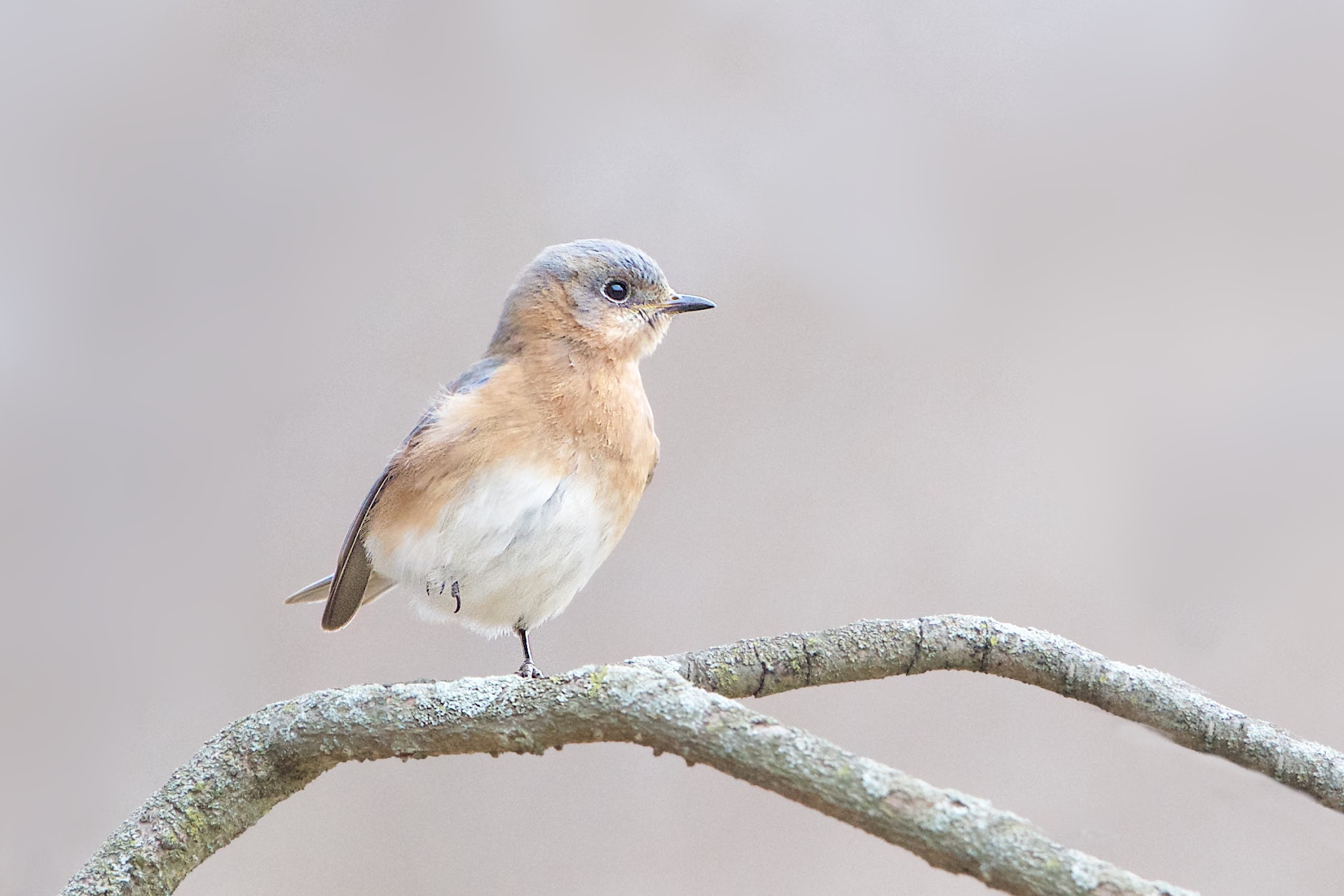 Bluebird with Raised Foot Wins First Place!!