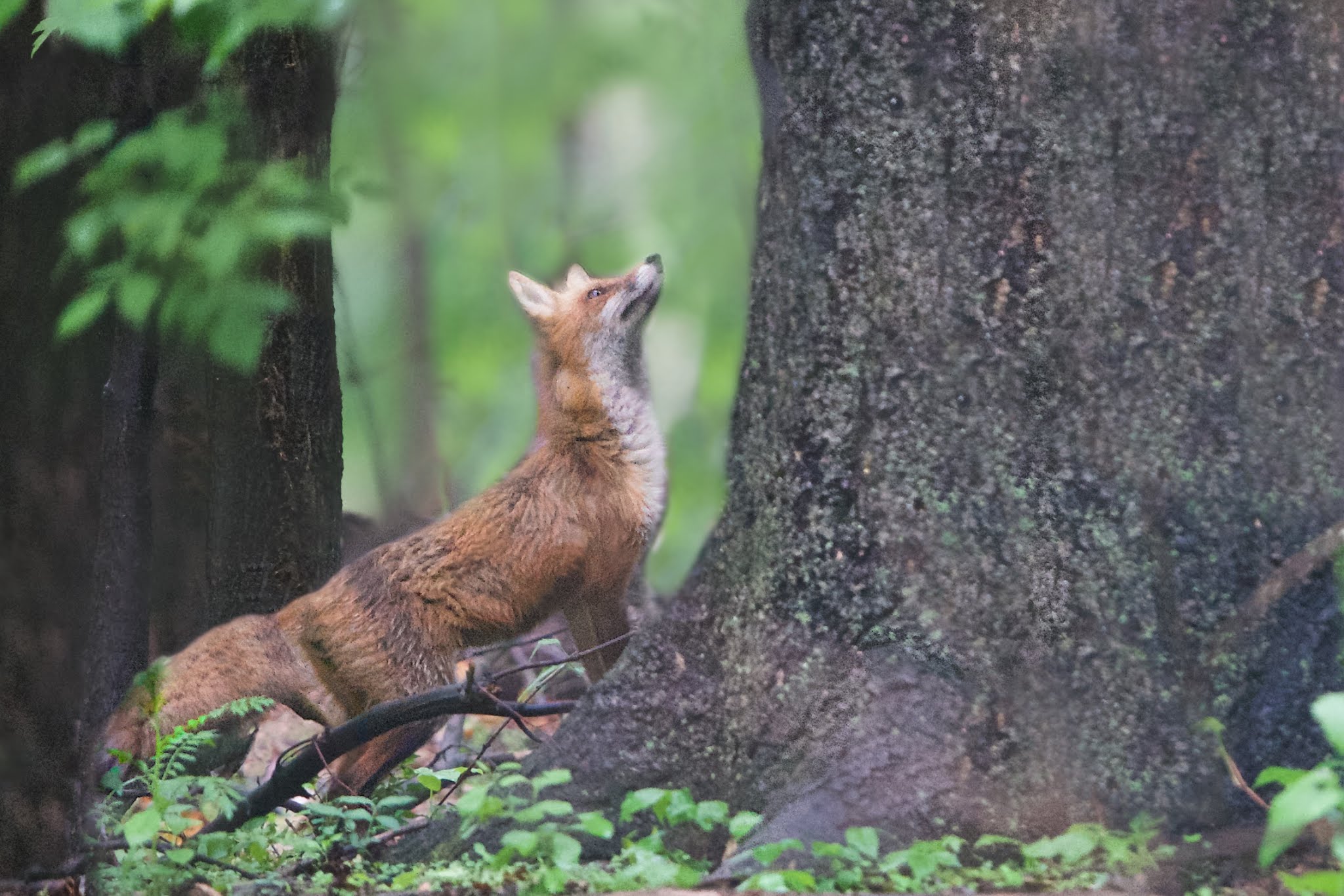 The Fox Searching for Squirrels