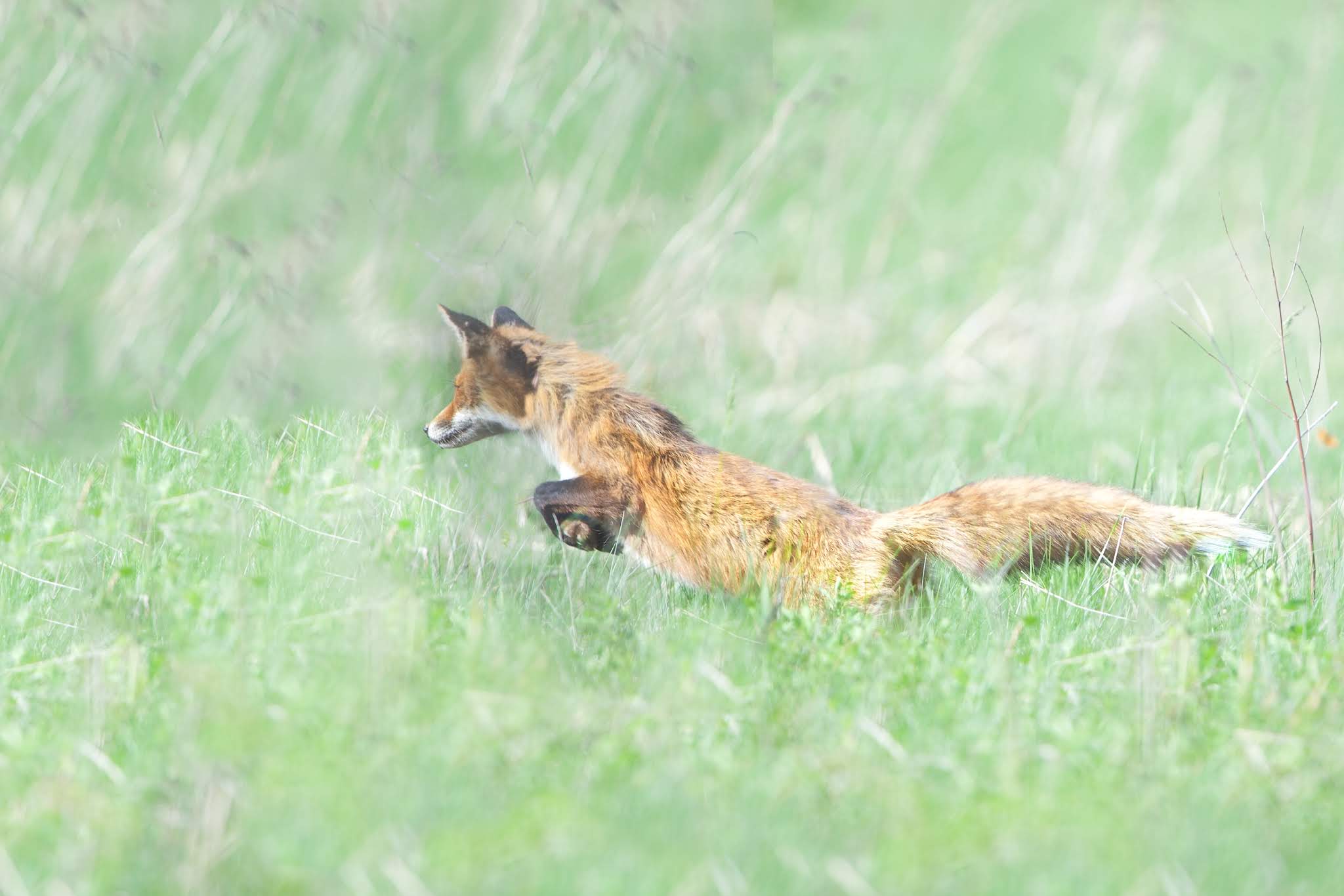 The Fox and his Prey in Valley Forge Today