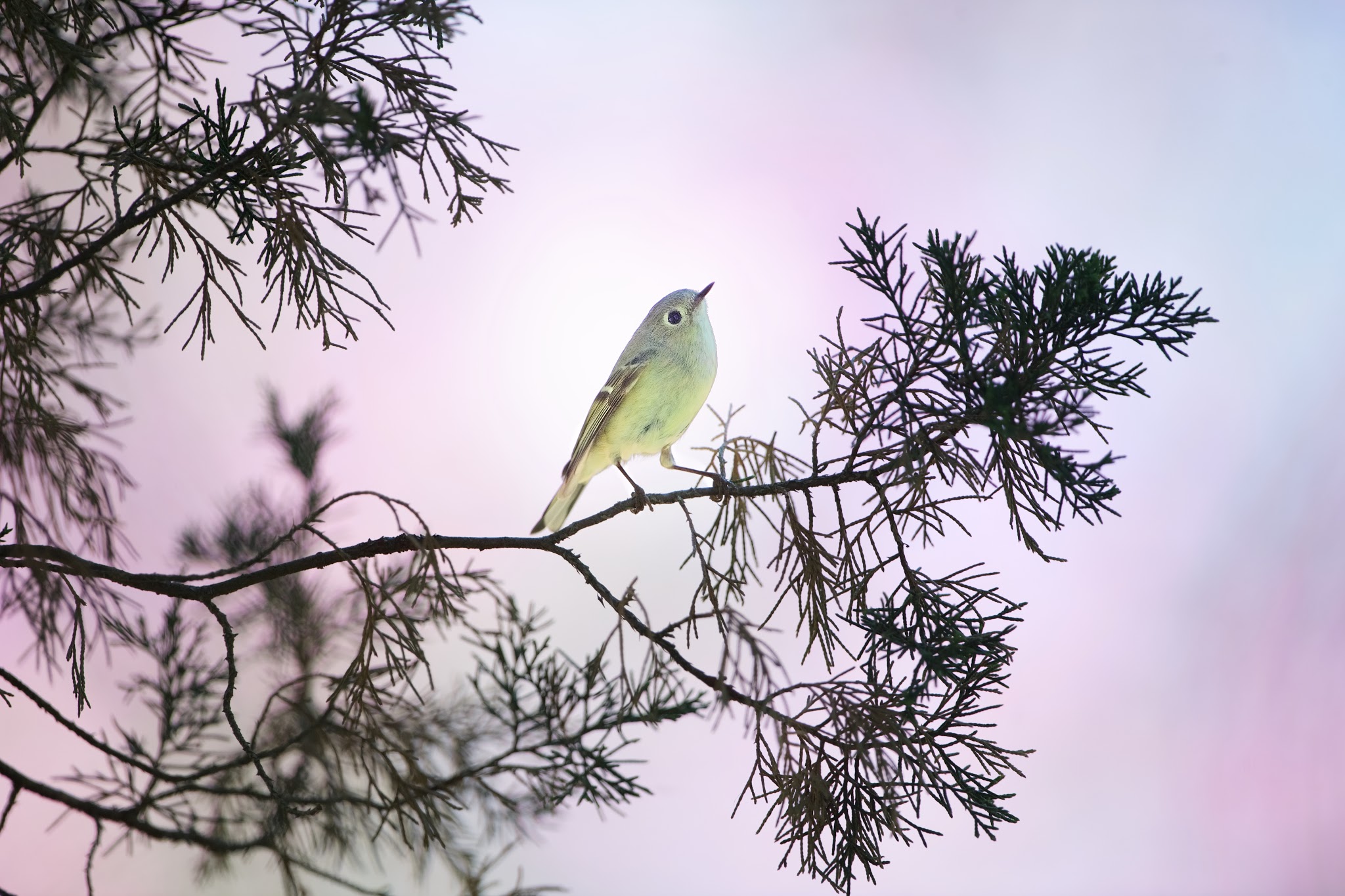 Ruby Crowned Kinglet in the Golden Light of Valley Forge