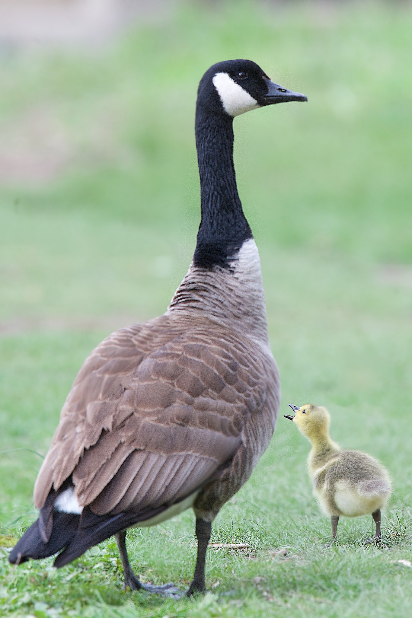 “Hey Mom, I’m Down Here!”