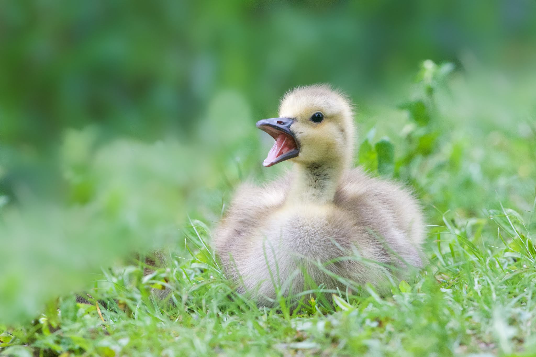 The Goslings and The Goose on Mother’s Day