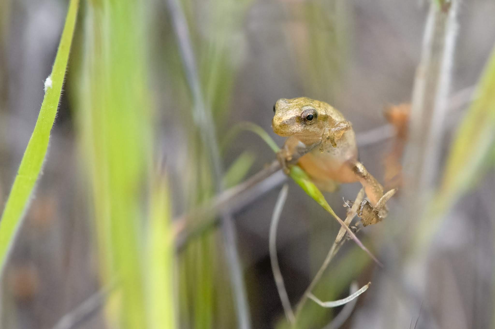 The Little Toad in the Grass