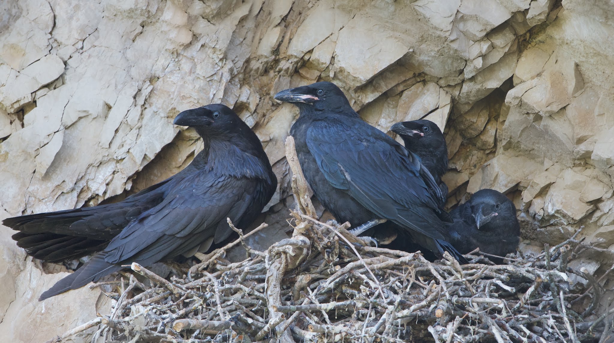 Baby Ravens are about to Take Off into the Great Blue Yonder!!