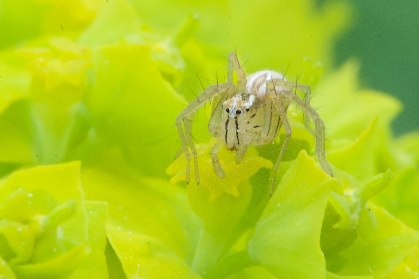 Oh the Bugs and Spiders today in Valley Forge