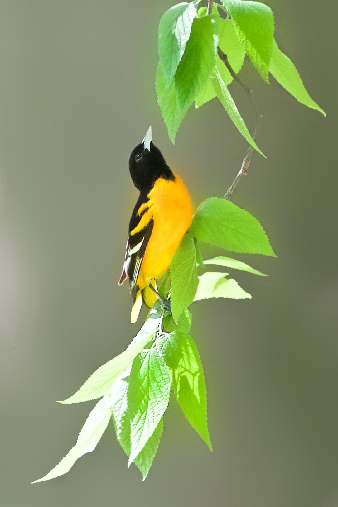 Mr. and Mrs. Baltimore Oriole in Valley Forge Today