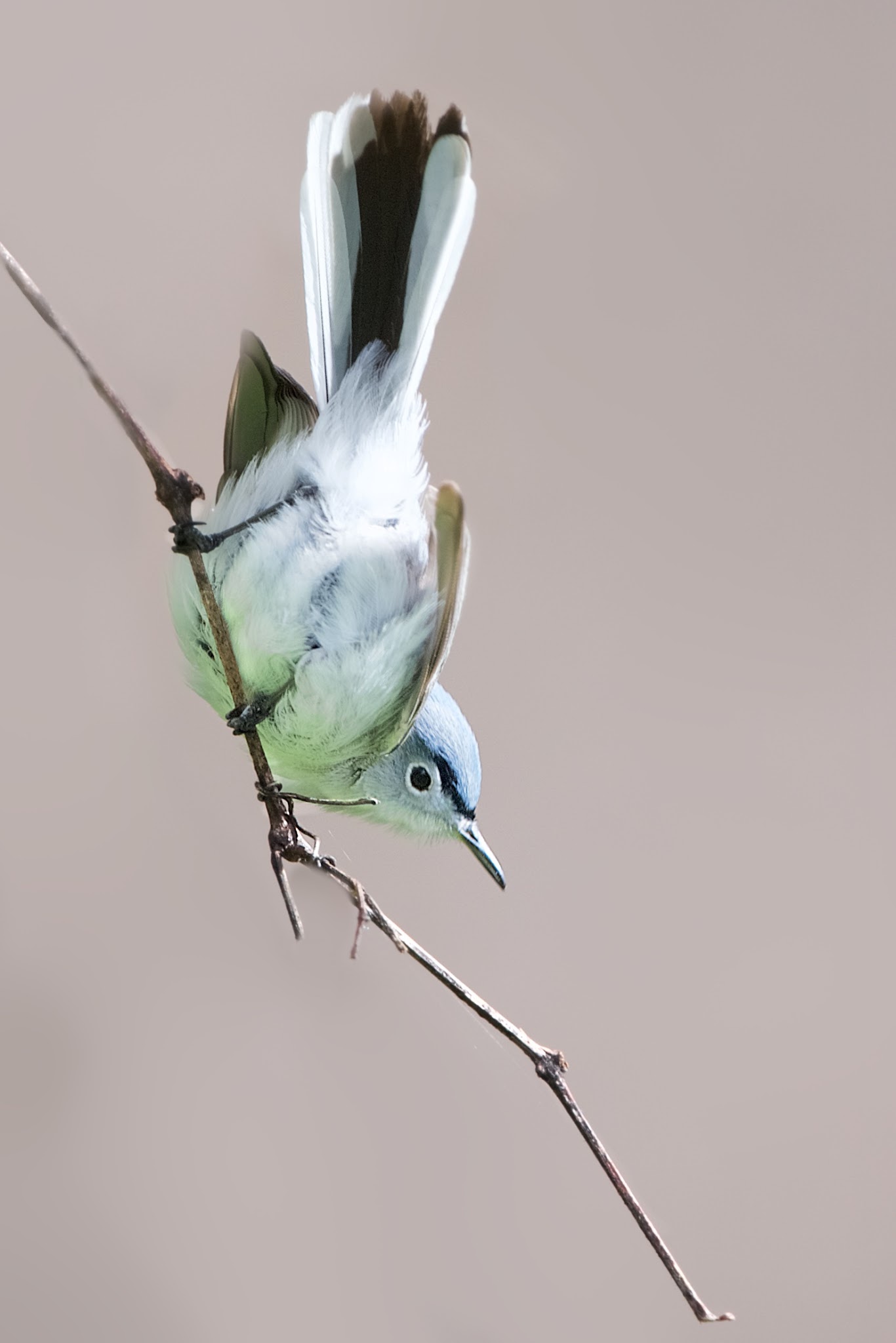 The Blue Gray Gnatcatcher