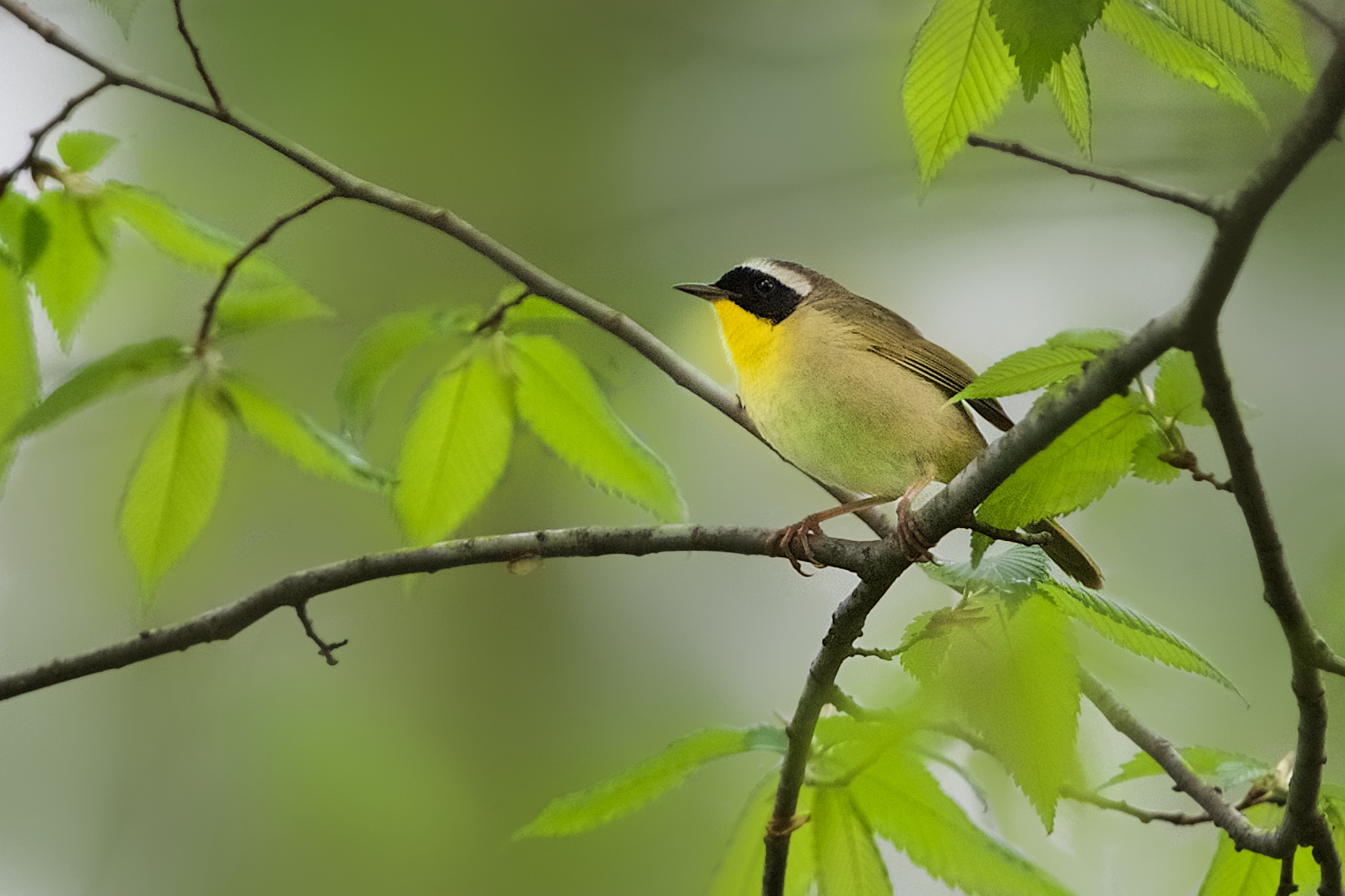 The Common Yellow Throat has Returned to Valley Forge