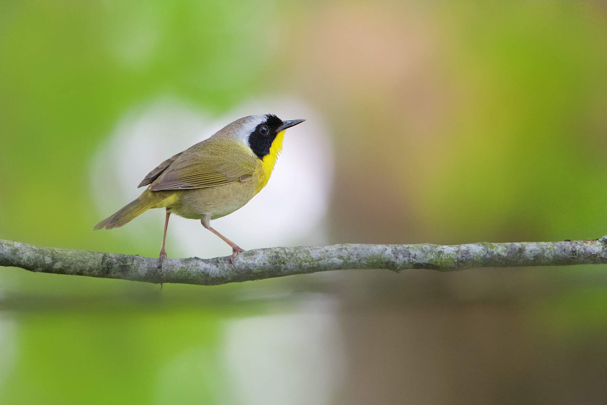 The Common Yellow Throat