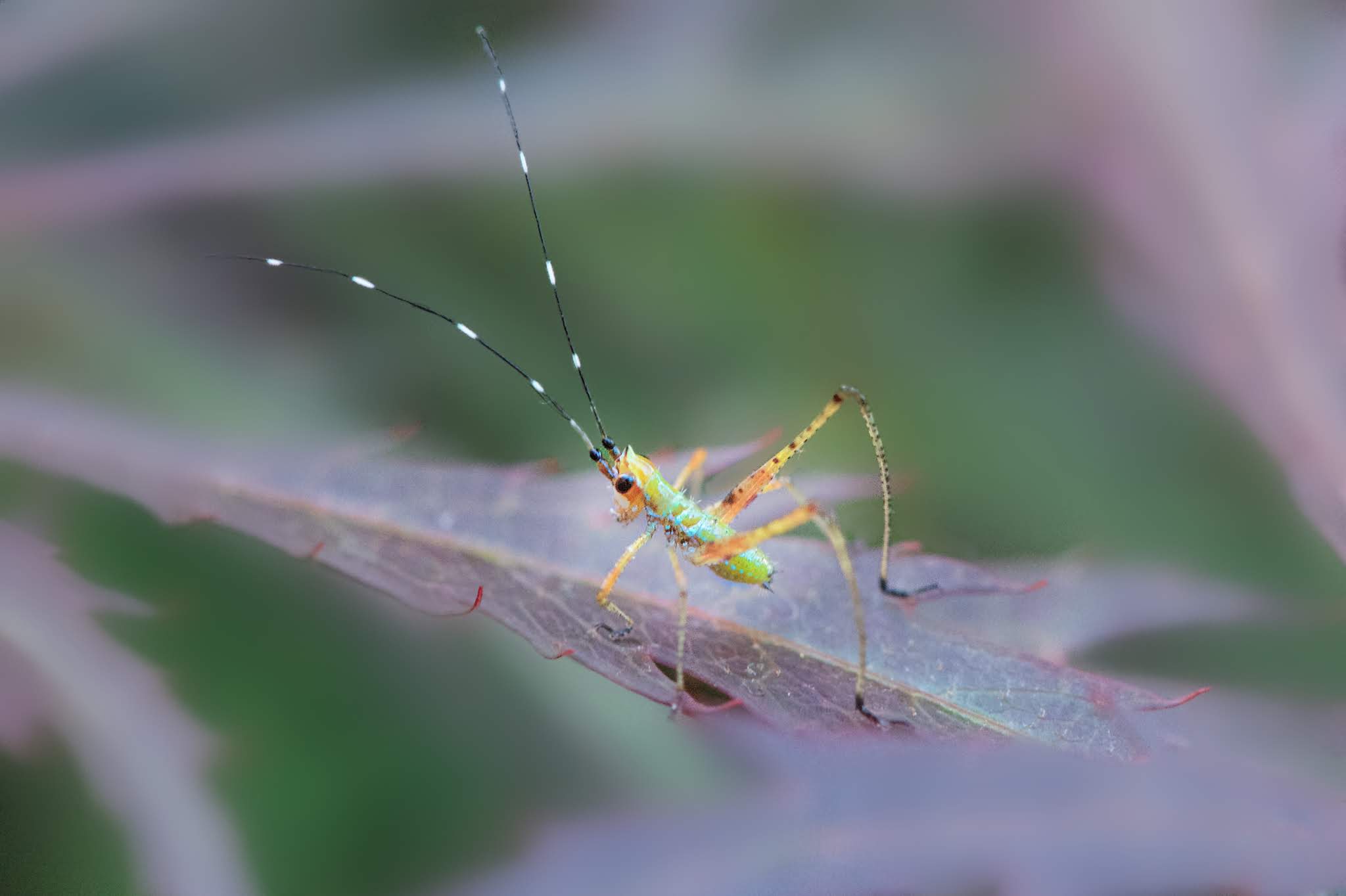 The Teeny Tiny Nymph Katydid on the Japanese Maple