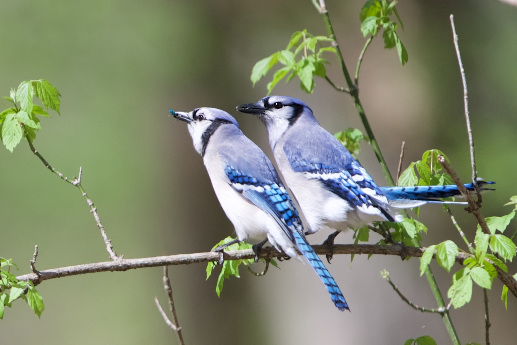 Bluejay Love