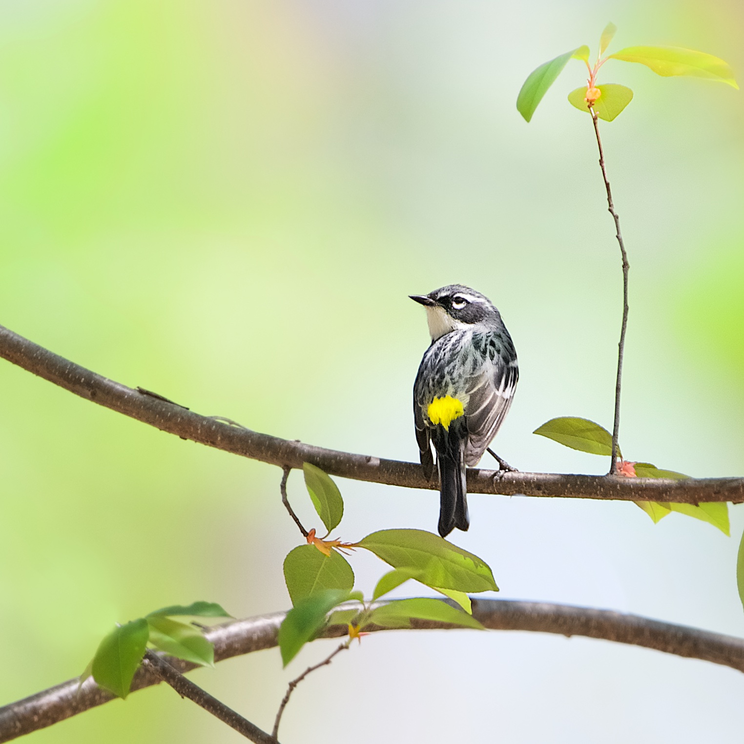 Yellow Rumped Warbler in Valley Forge Today