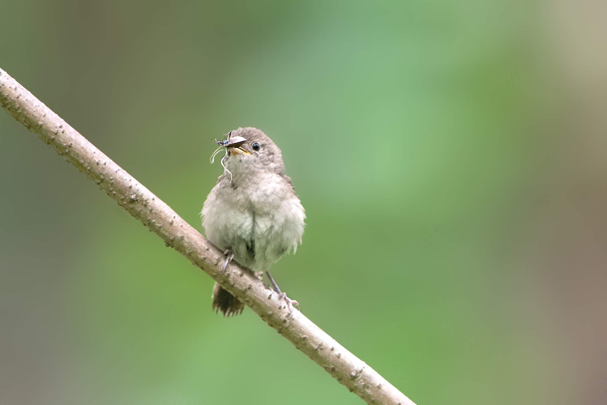 “I think I have a bug on my nose.”
