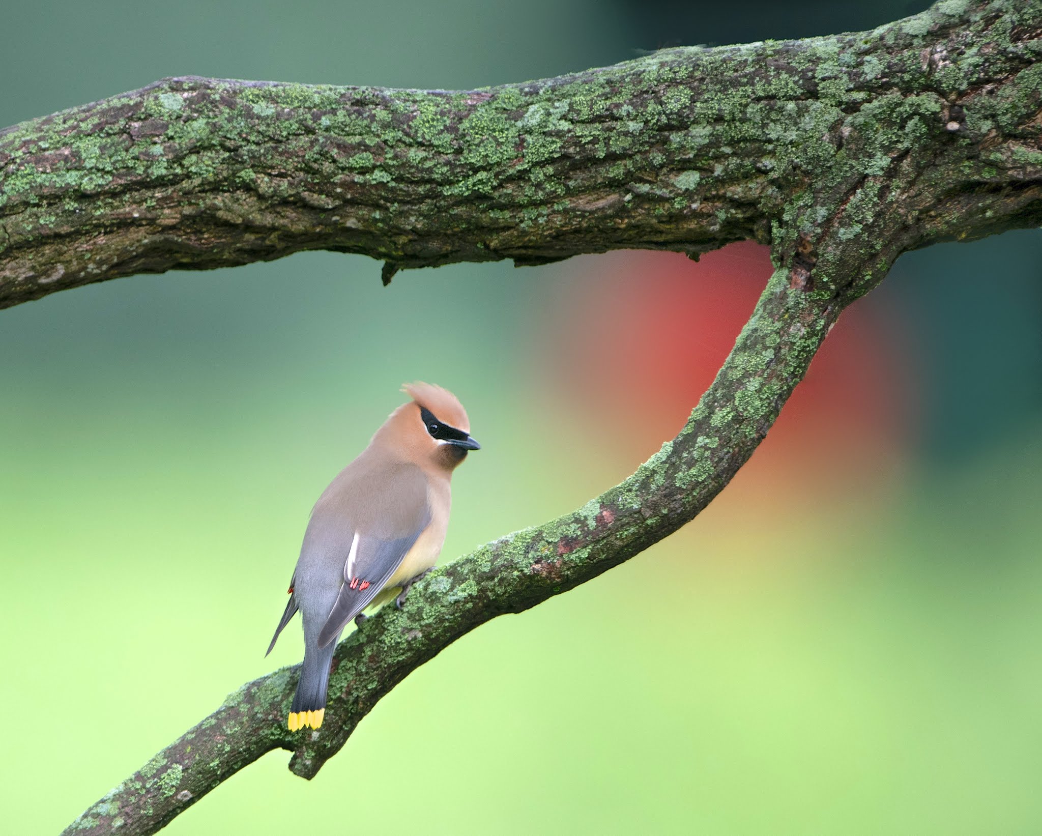 The Cedar Waxwing in Valley Forge