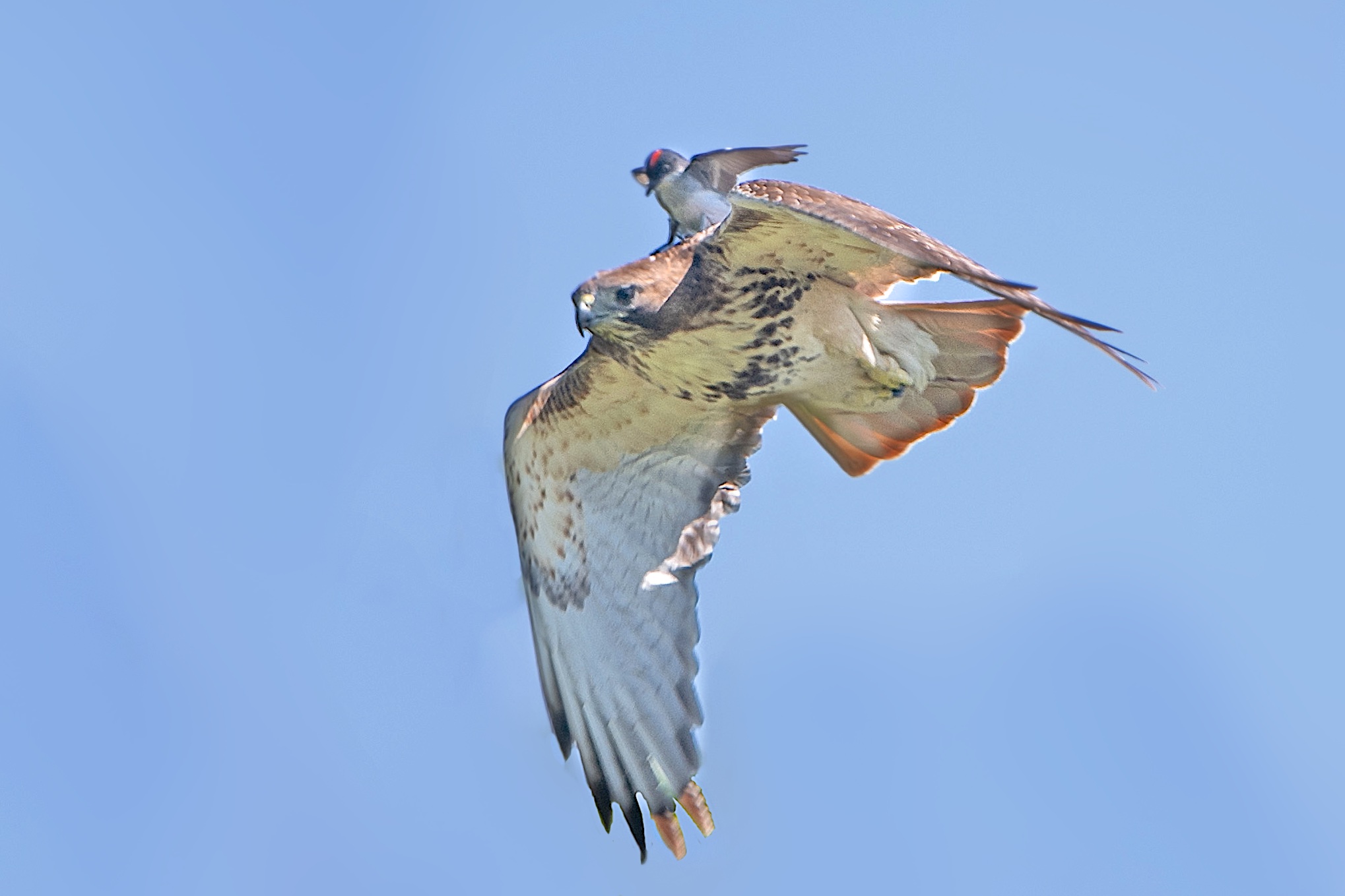 Kingbird Takes a Ride